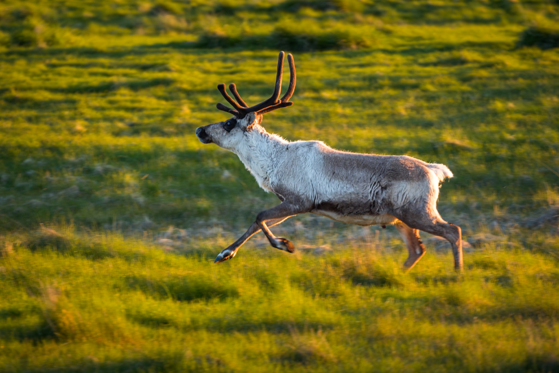 Camera : Nikon D810, Lens : Nikkor 70-200 mm @ 200 mm, Exposure : 1/250 sec at f/2.8, ISO 500, Location : Hof, Iceland, Capture Date : May 30, 2019.