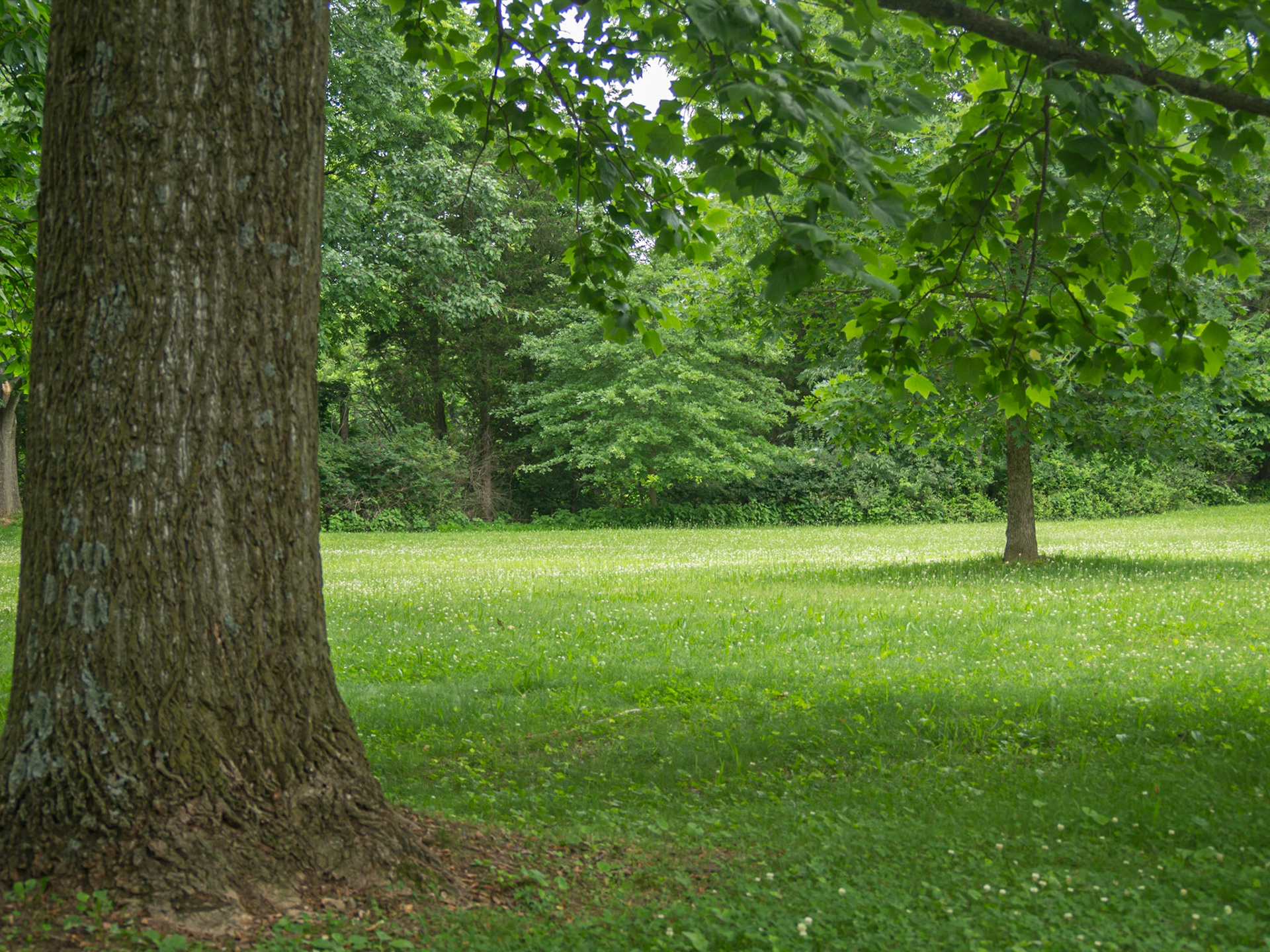 The West Woods. Union troops ventured across the Hagerstown Pike into the West Woods, but were shredded. For the remainder of the battle, they stayed east of the Pike.