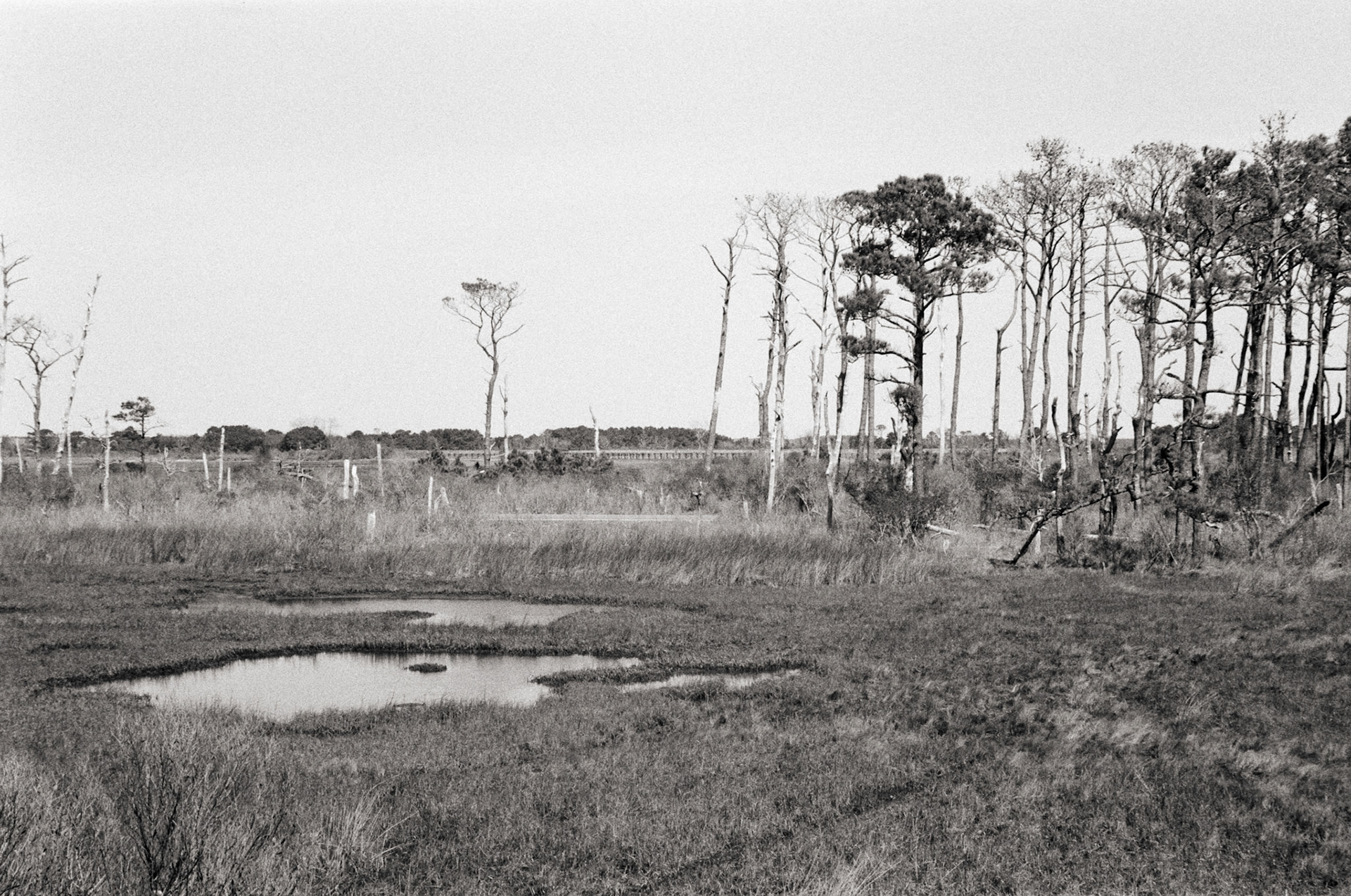 Marshes of Assateague Island