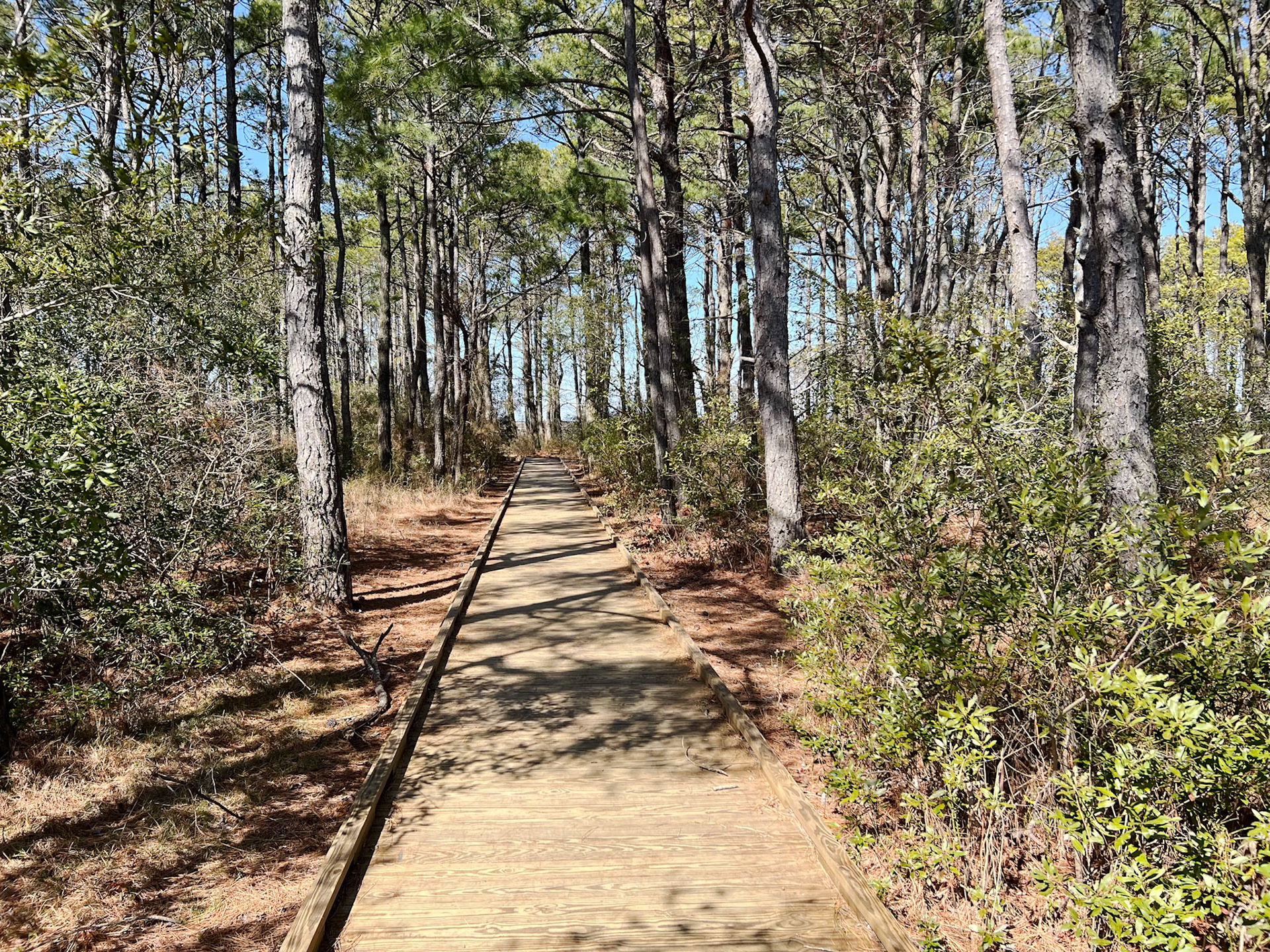 Boardwalk through forest on Assateague Island
