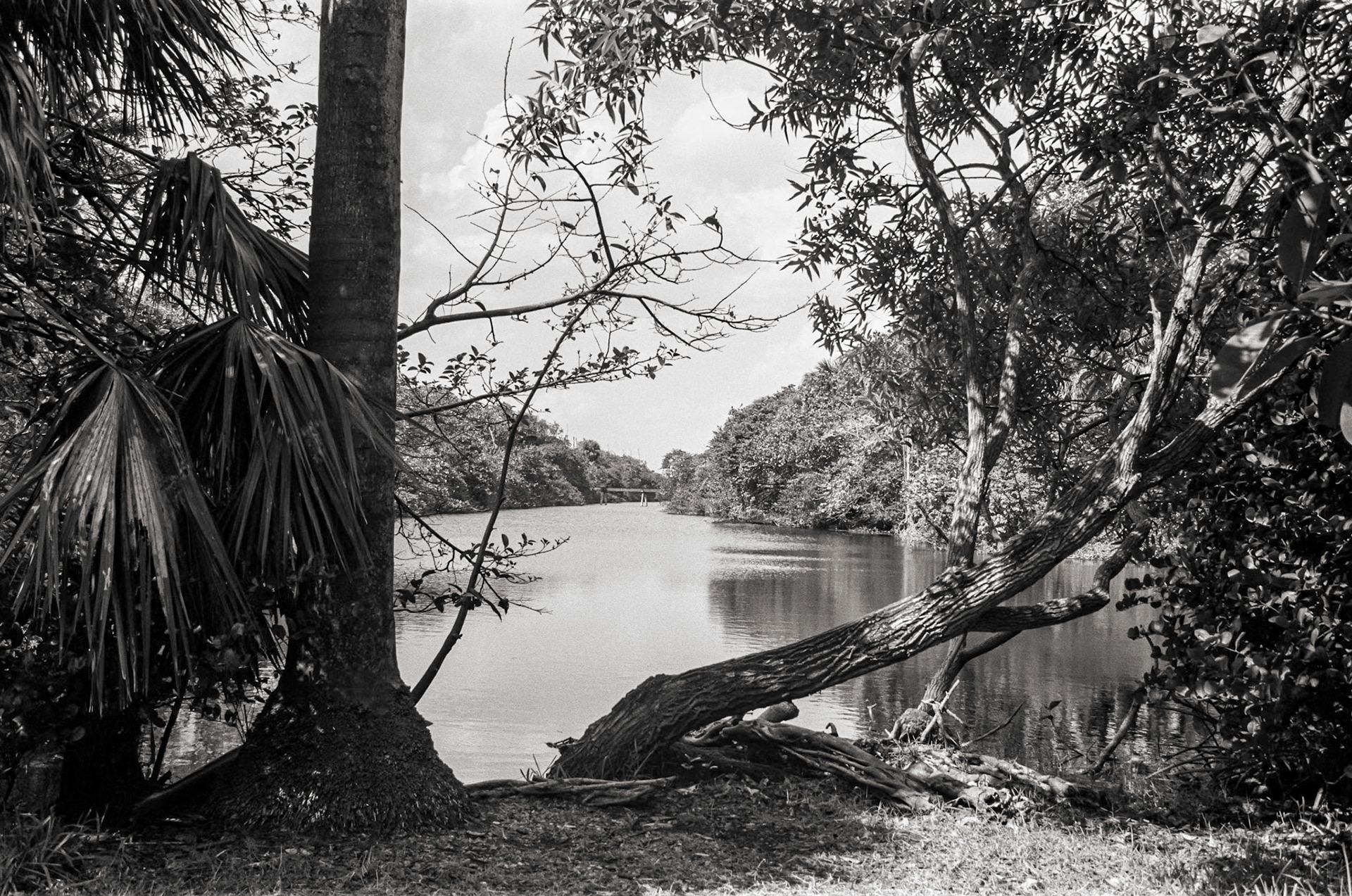 Pond in Hugh Taylor Birch State Park in Ft Lauderdale