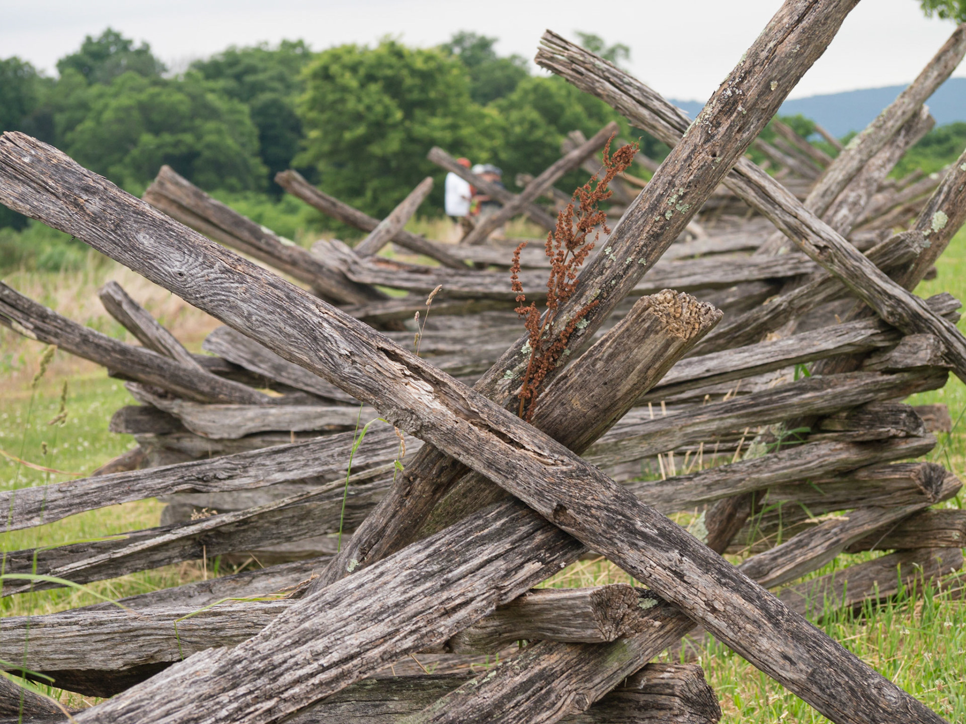 Fence at the cornfield