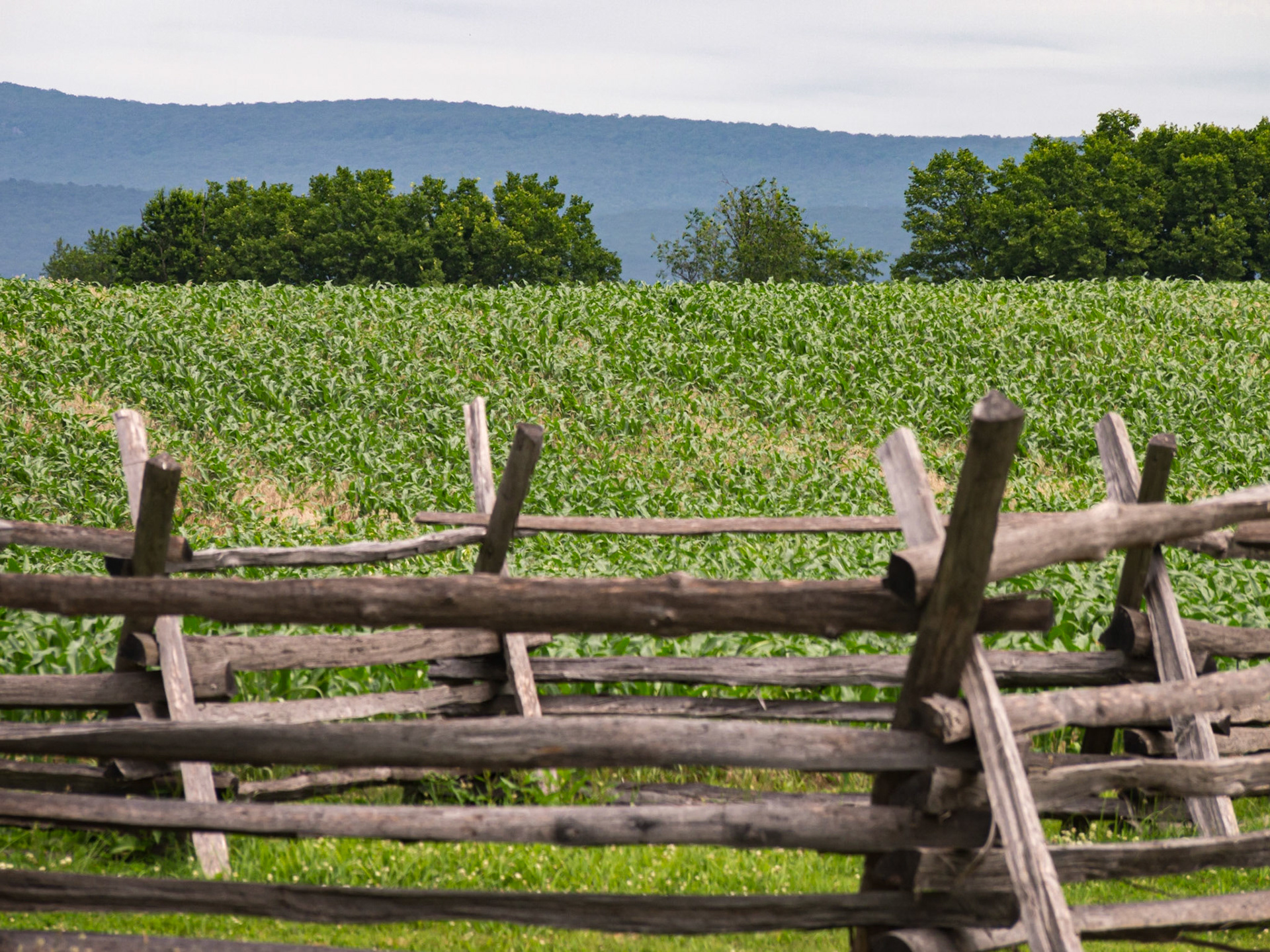 The sunken road, from behind