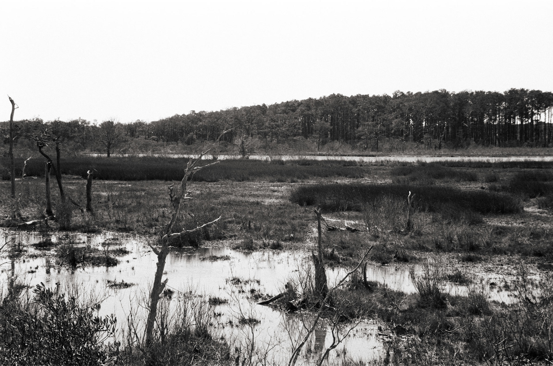 On Assateague Island