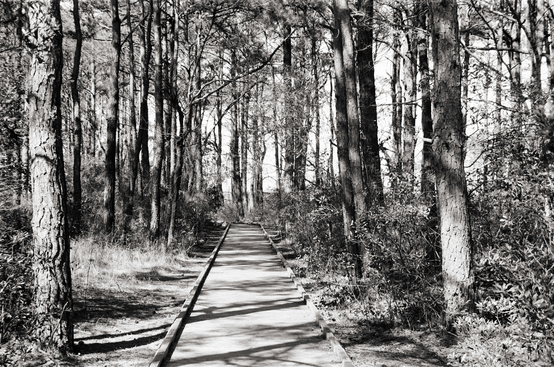 Boardwalk into trees