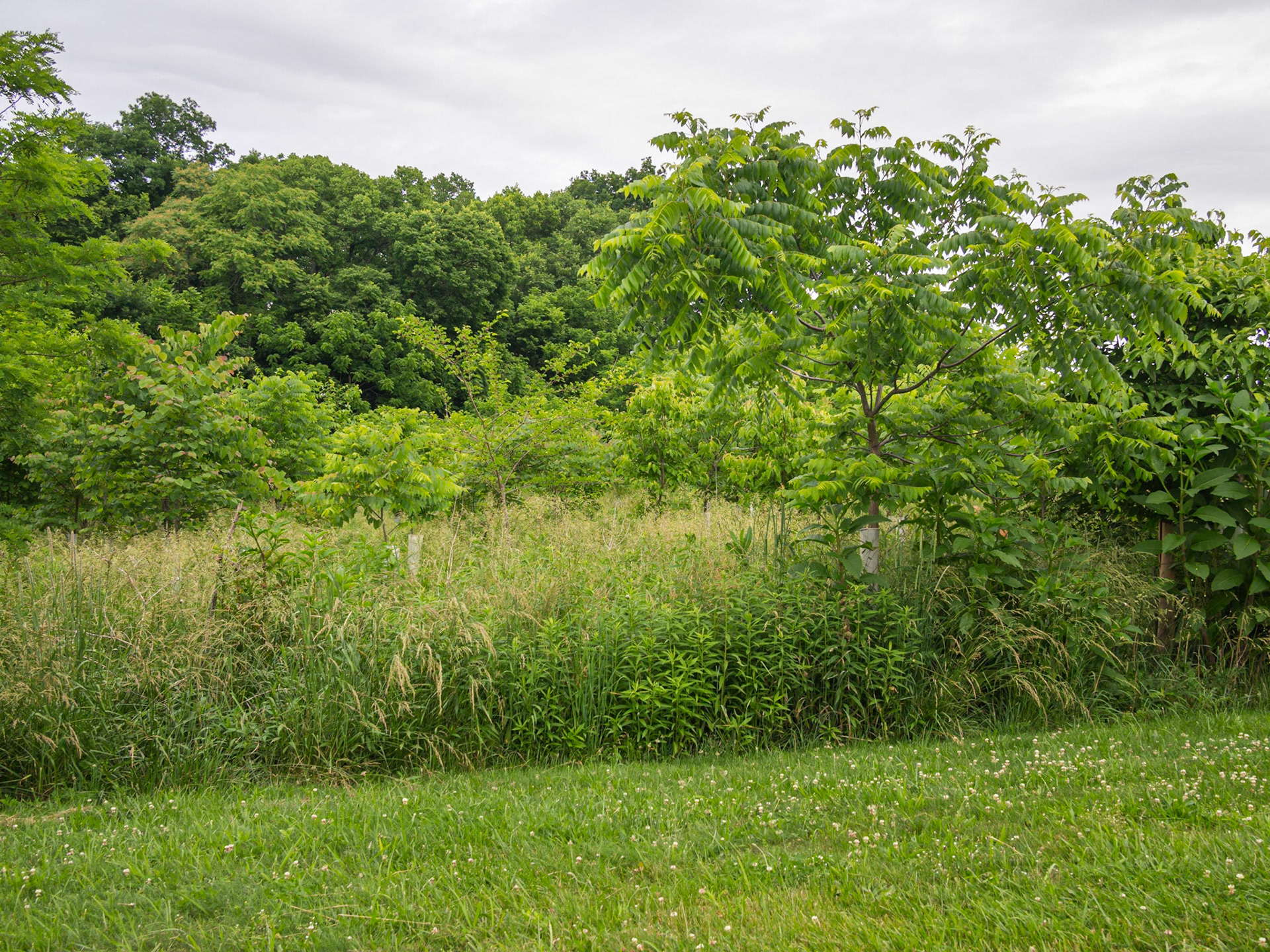 The East Woods, scene of fierce early morning fighting