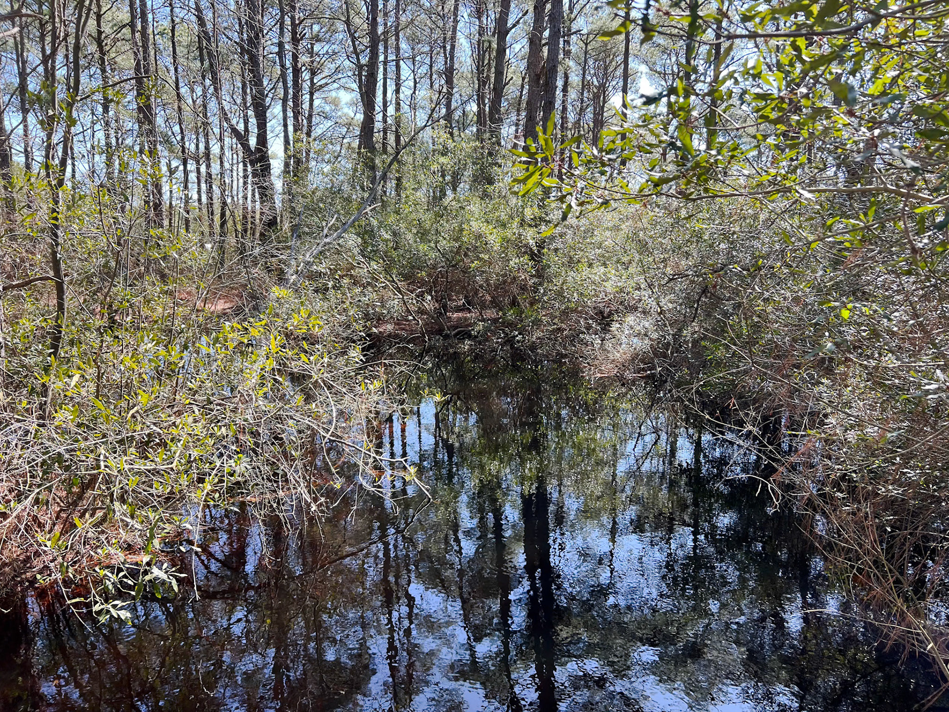 Pond on Assateague Island