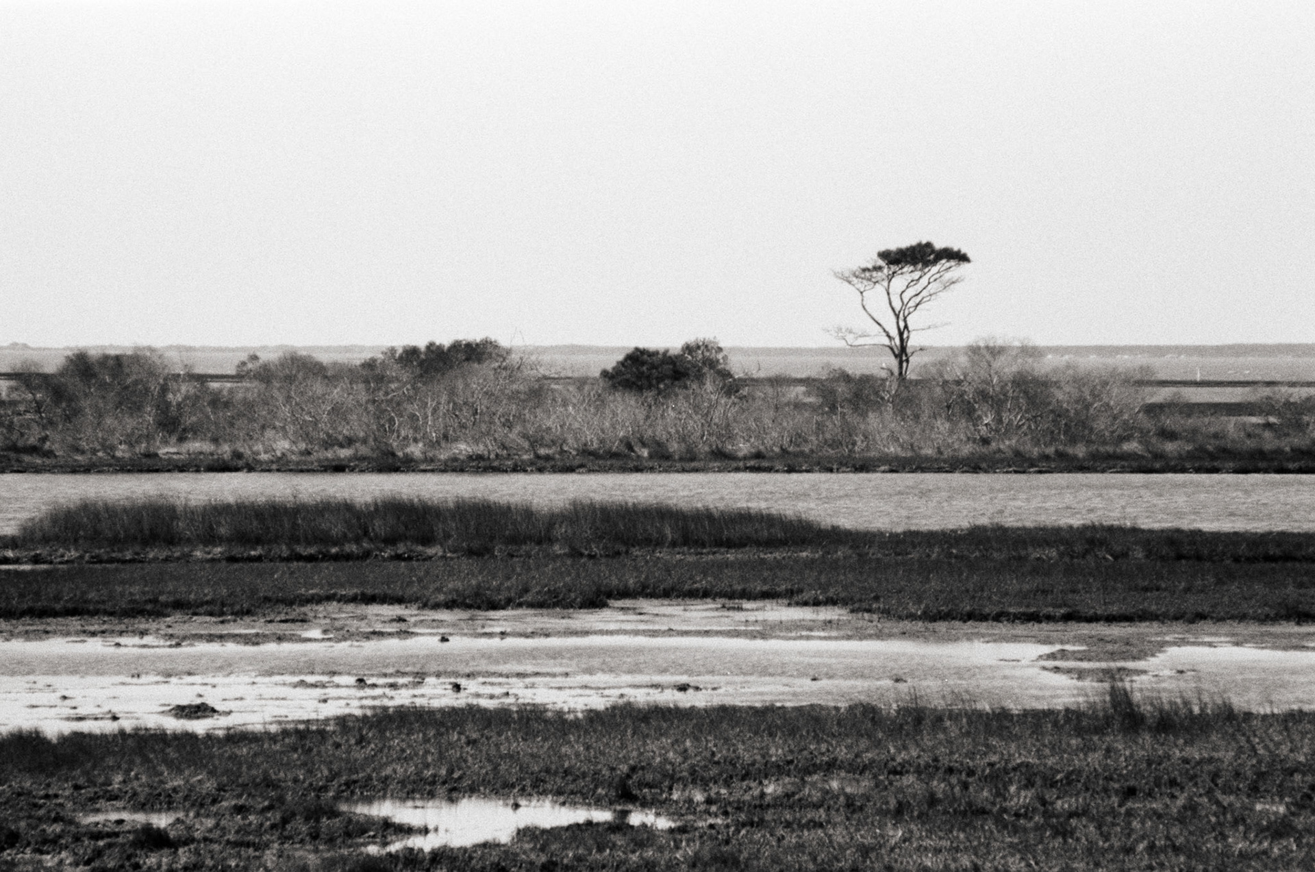 On Assateague Island, looking toward the bay