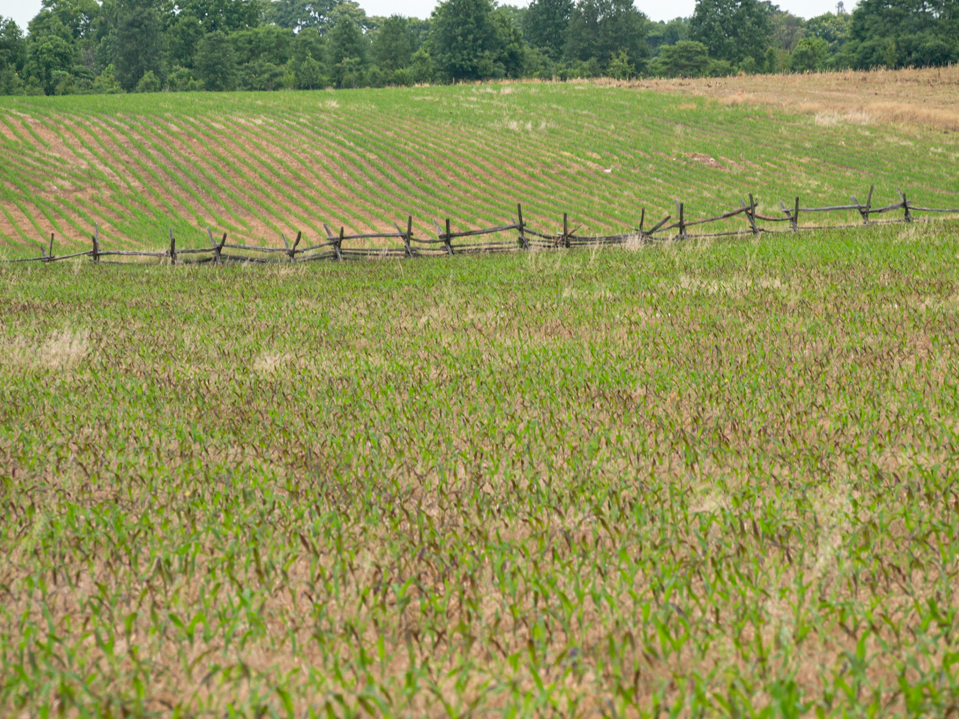 The cornfield. This twenty-four acre plot is the scene of America’s deadliest battle. For hours on that morning, the field changed hands over and again, each time with massive loss of life. When it was done, said Stonewall Jackson, you could cross the field without stepping on earth; it was covered with bodies, most still writhing.