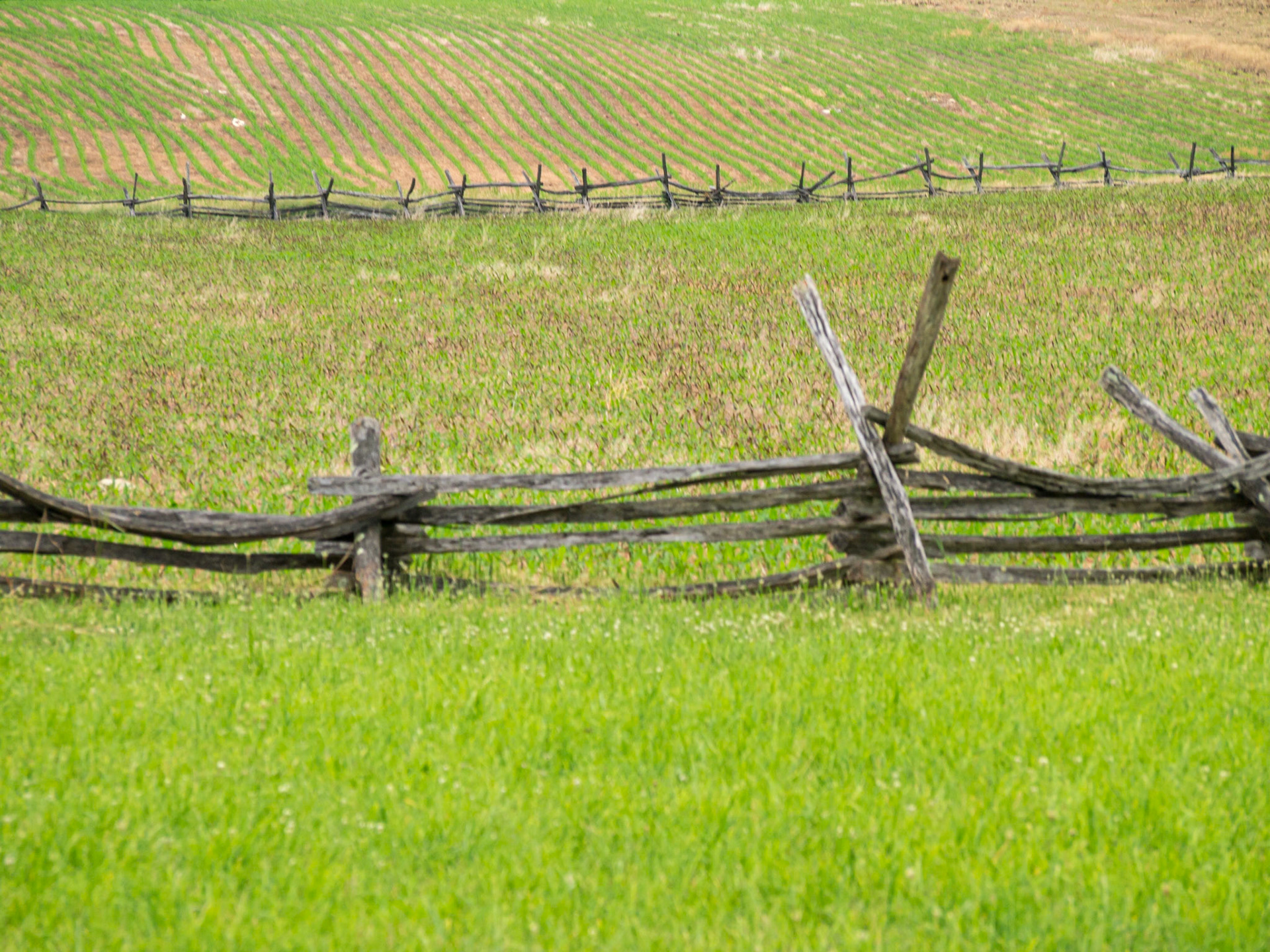 The cornfield. This twenty-four acre plot is the scene of America’s deadliest battle. For hours on that morning, the field changed hands over and again, each time with massive loss of life. When it was done, said Stonewall Jackson, you could cross the field without stepping on earth; it was covered with bodies, most still writhing.