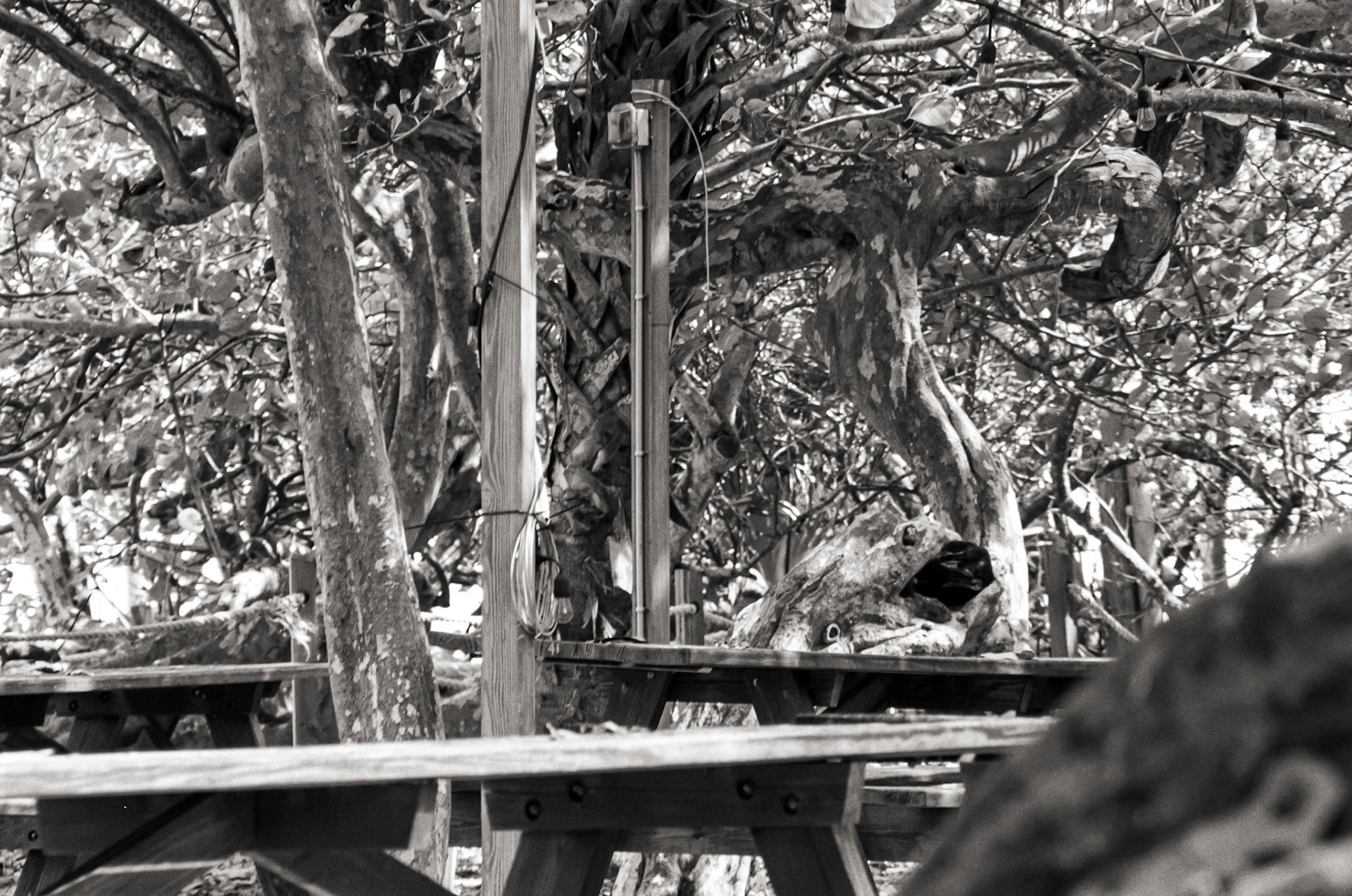 Lunch spot in Hugh Taylor Birch State Park in Ft Lauderdale