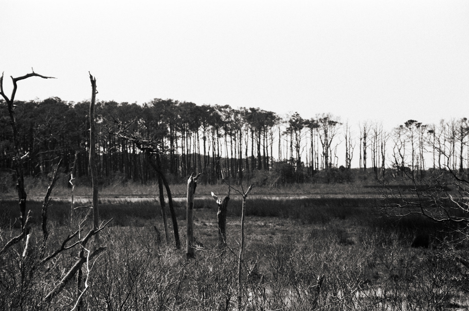 Trees on Assateague