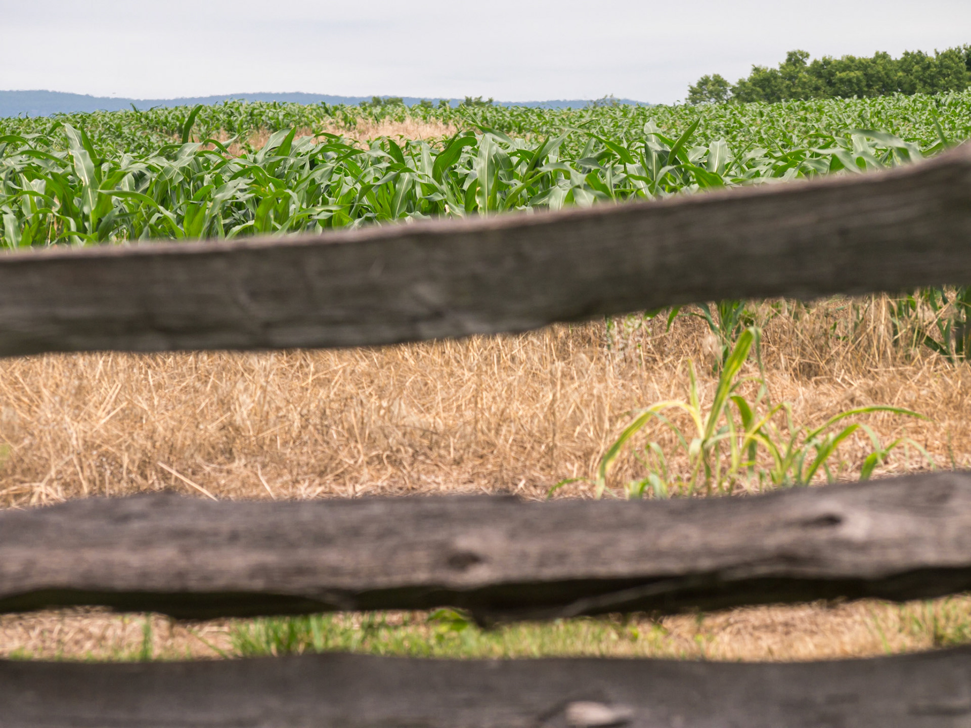Snipers view from the sunken road. When Union forces crested the hill straight ahead, they were mowed down.