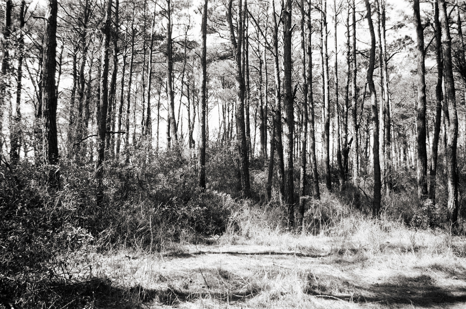 Tree clumps on Assateague