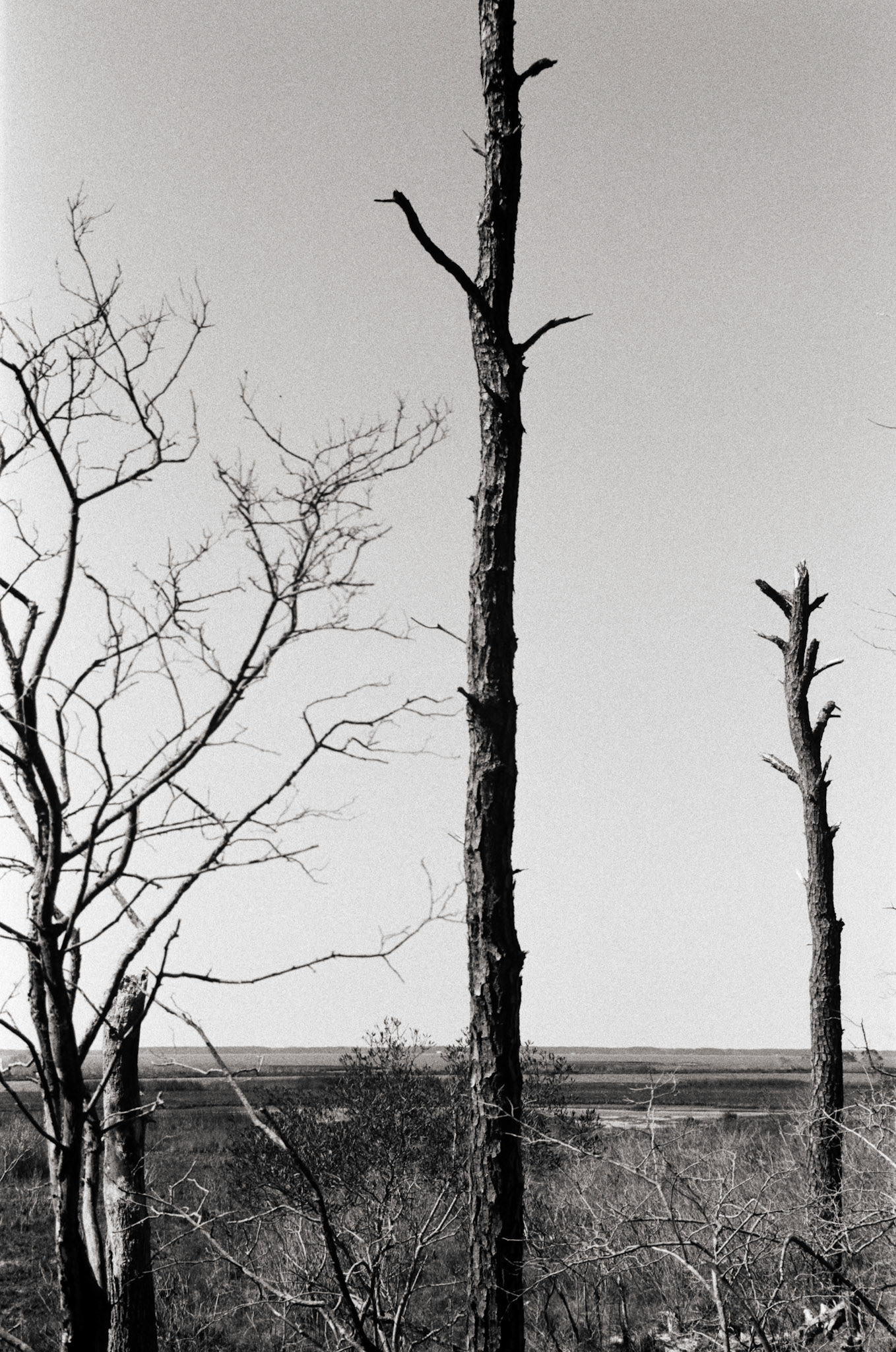 Looking toward Assateague Island