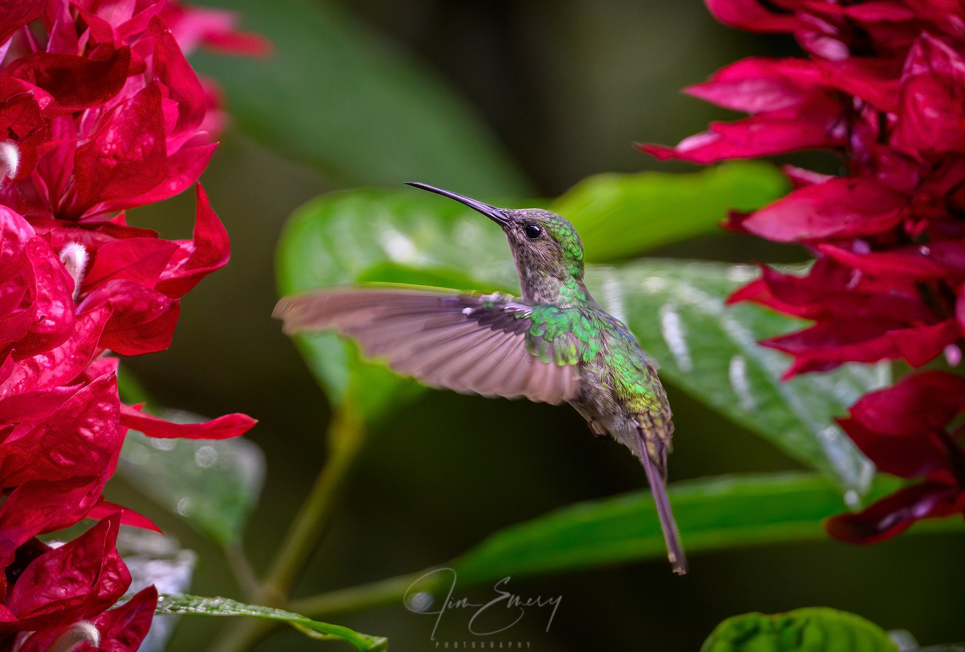 White-vented Plumeleteer