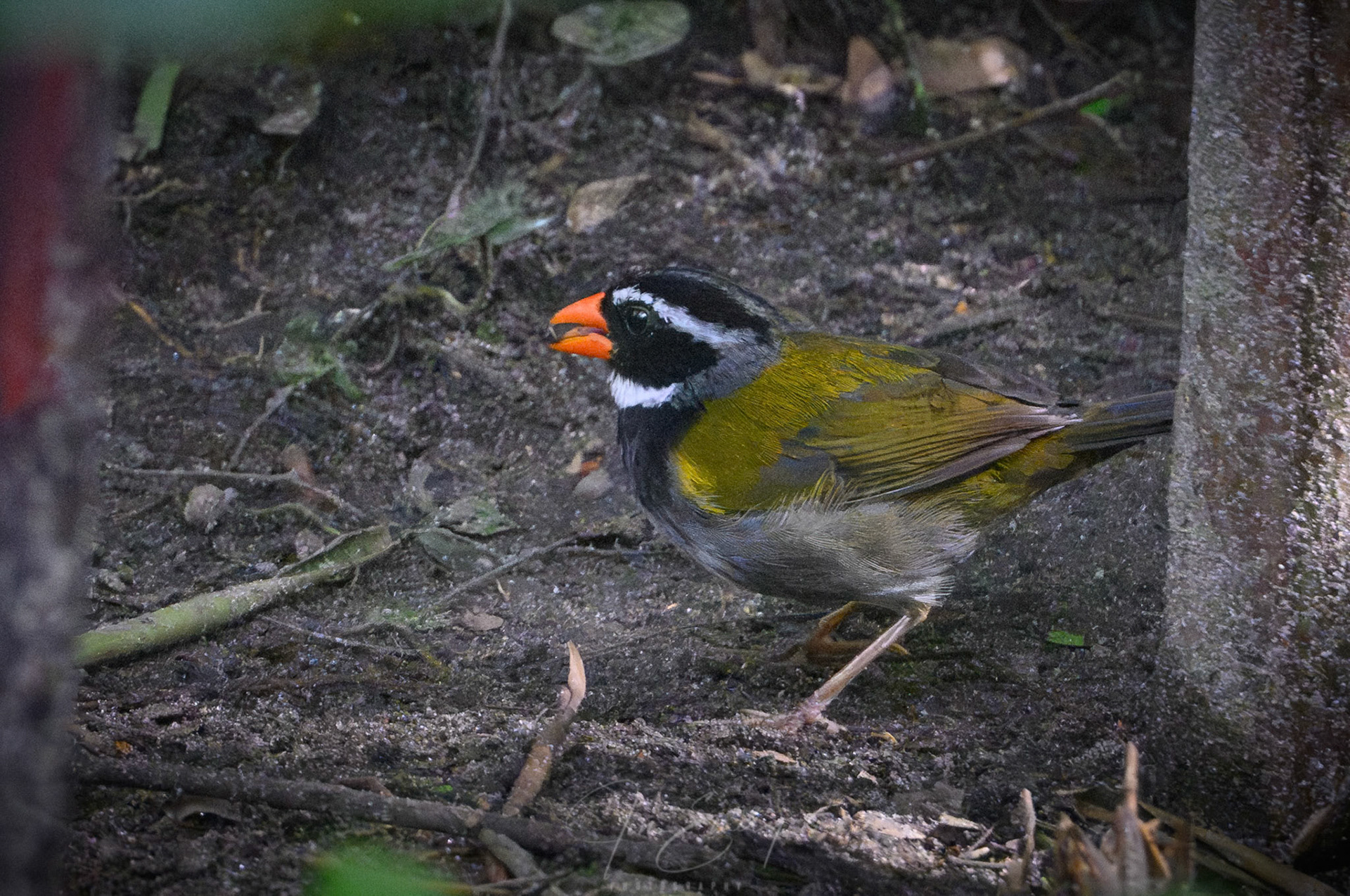 Orange-billed Sparrow