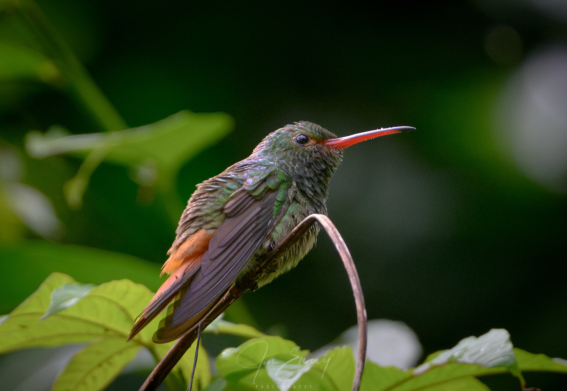 Rufous-tailed Hummingbird