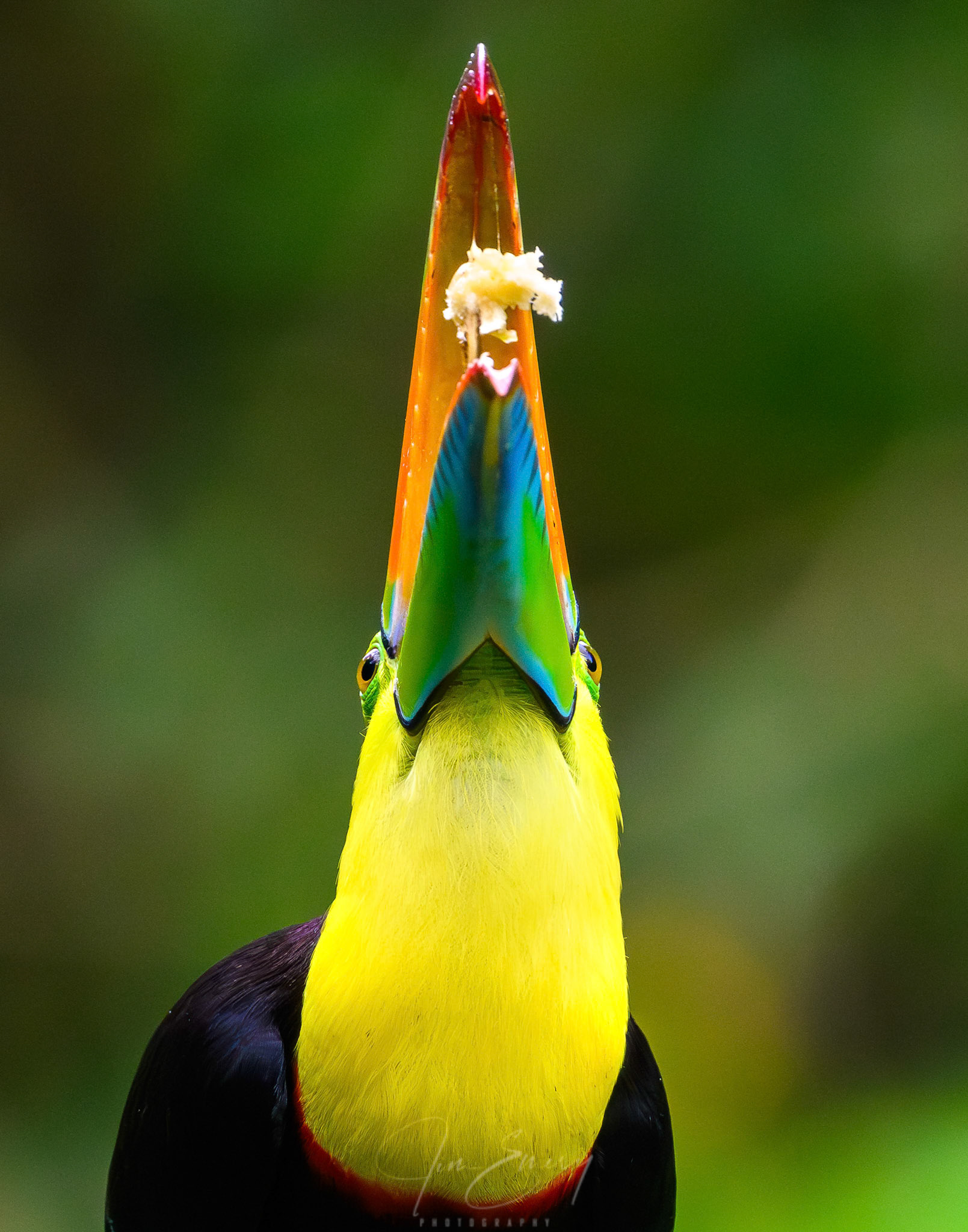 Keel-billed Toucan