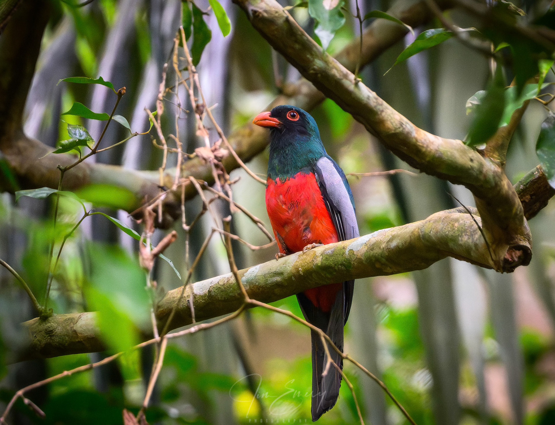 Male Slaty-tailed Trogon