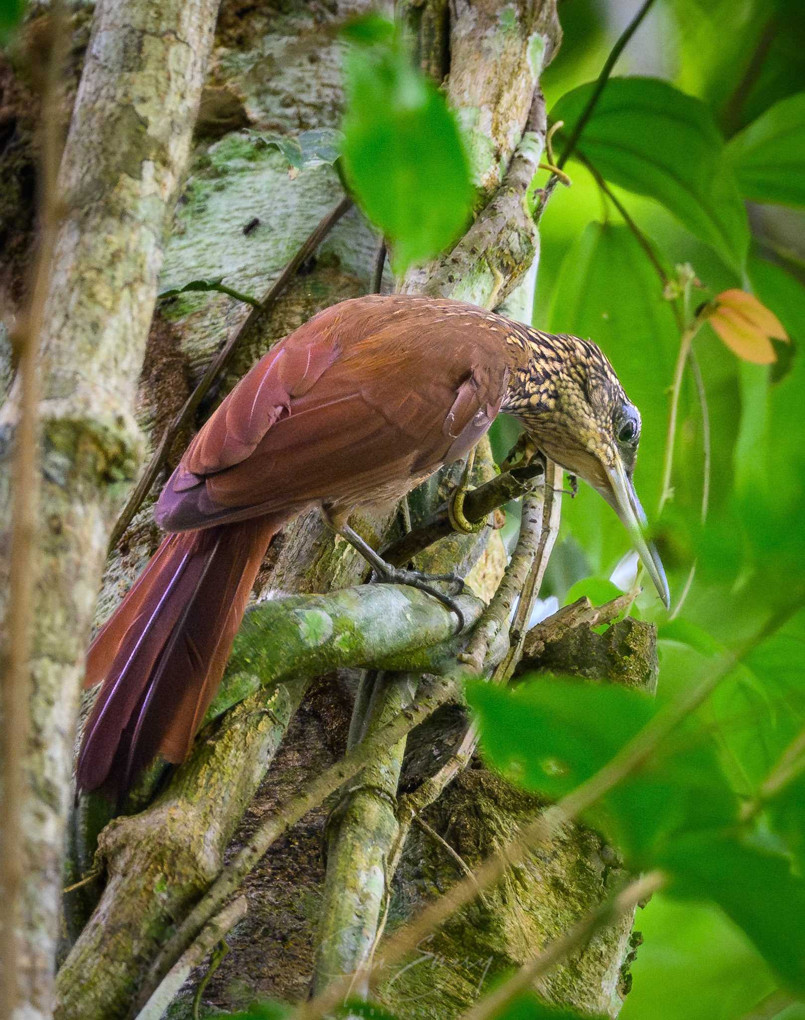 Cocoa Woodcreeper