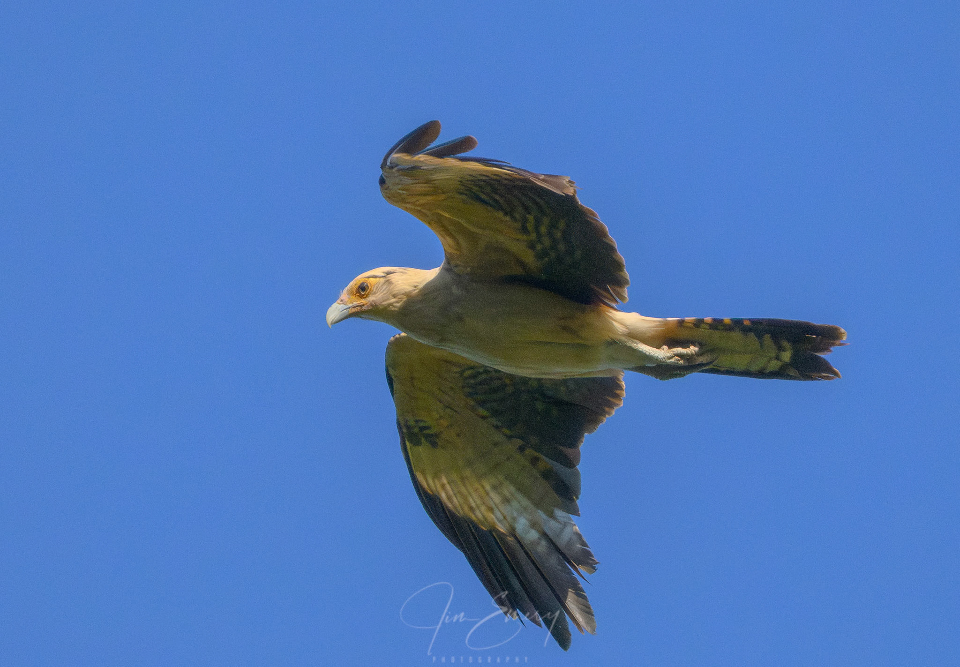 Yellow-headed Caracara