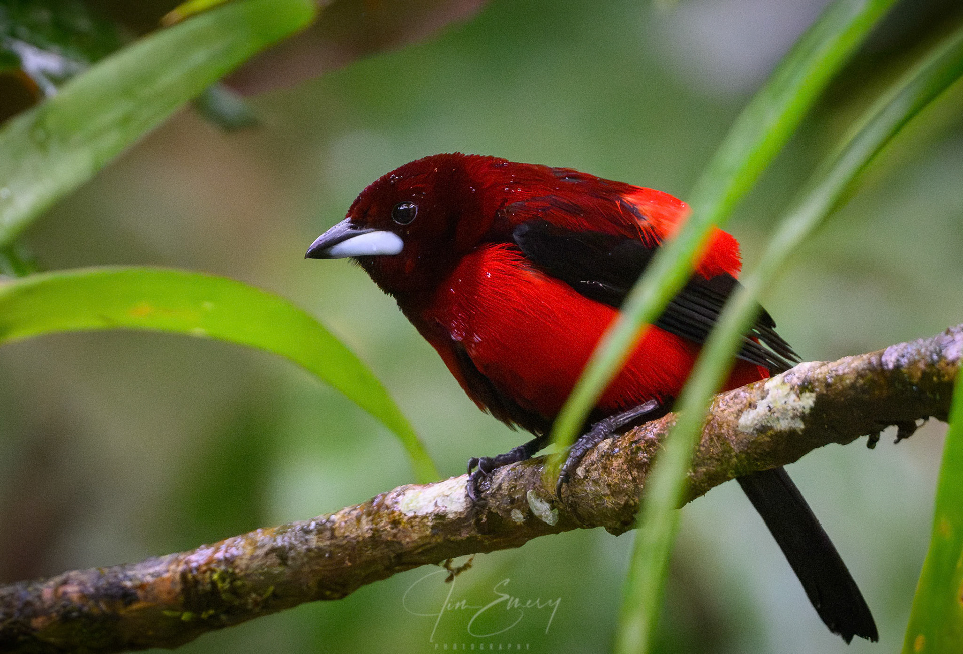 Crimson-backed Tanager