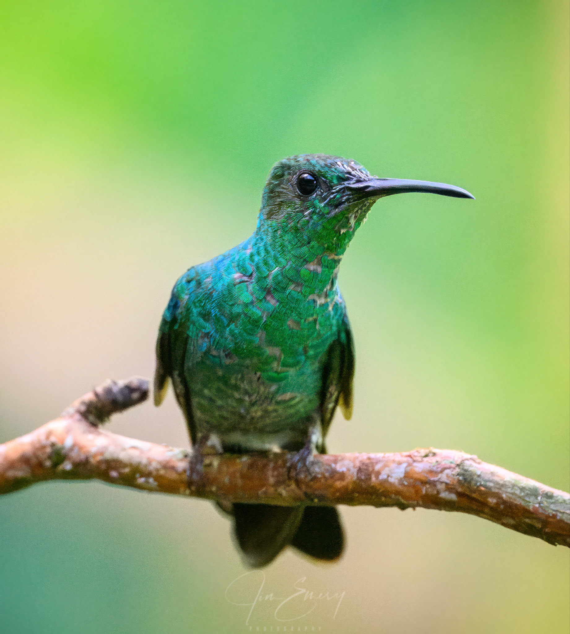 White-vented Plumeleteer