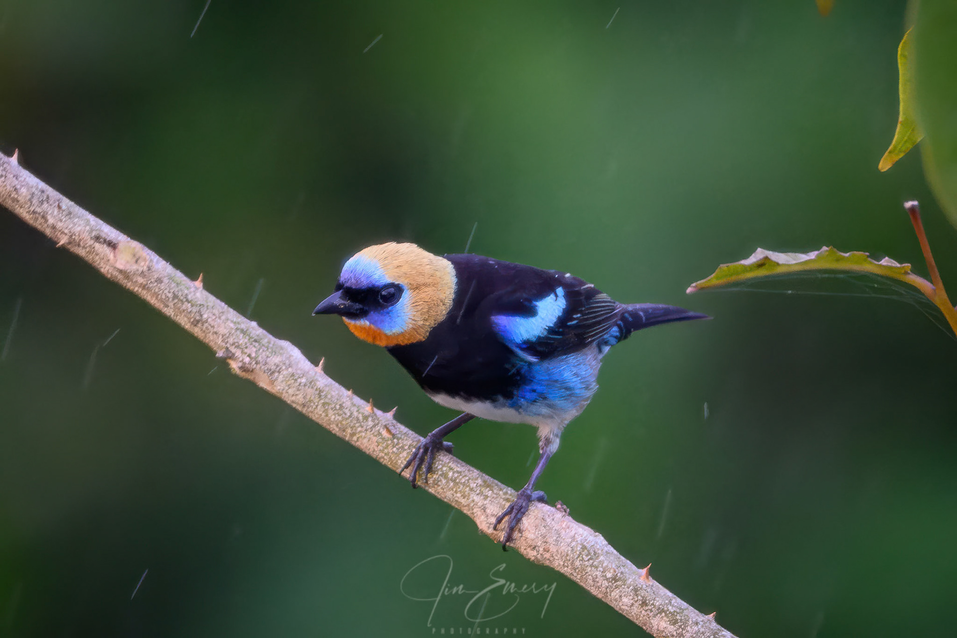 Golden-hooded Tanager
