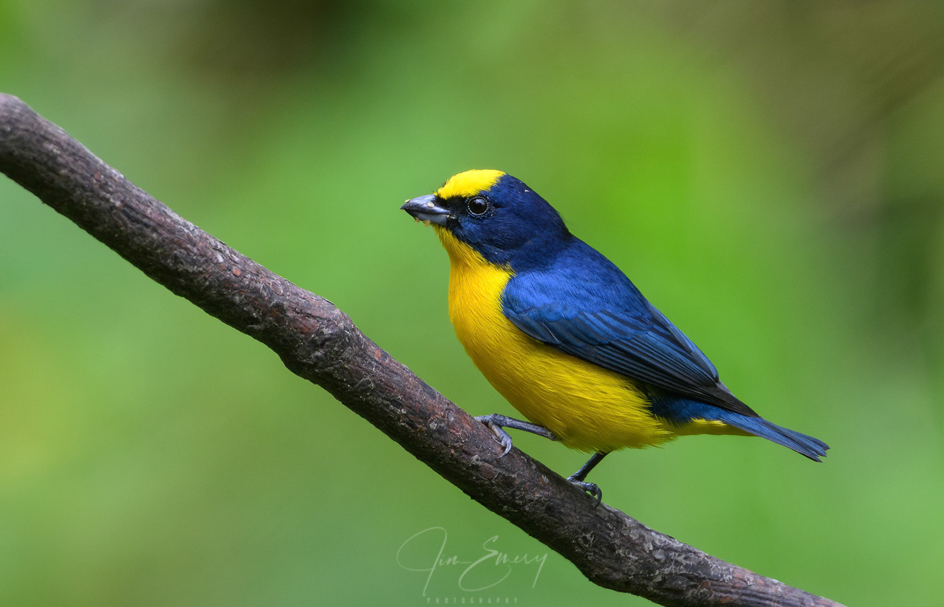 Thick-billed Euphonia