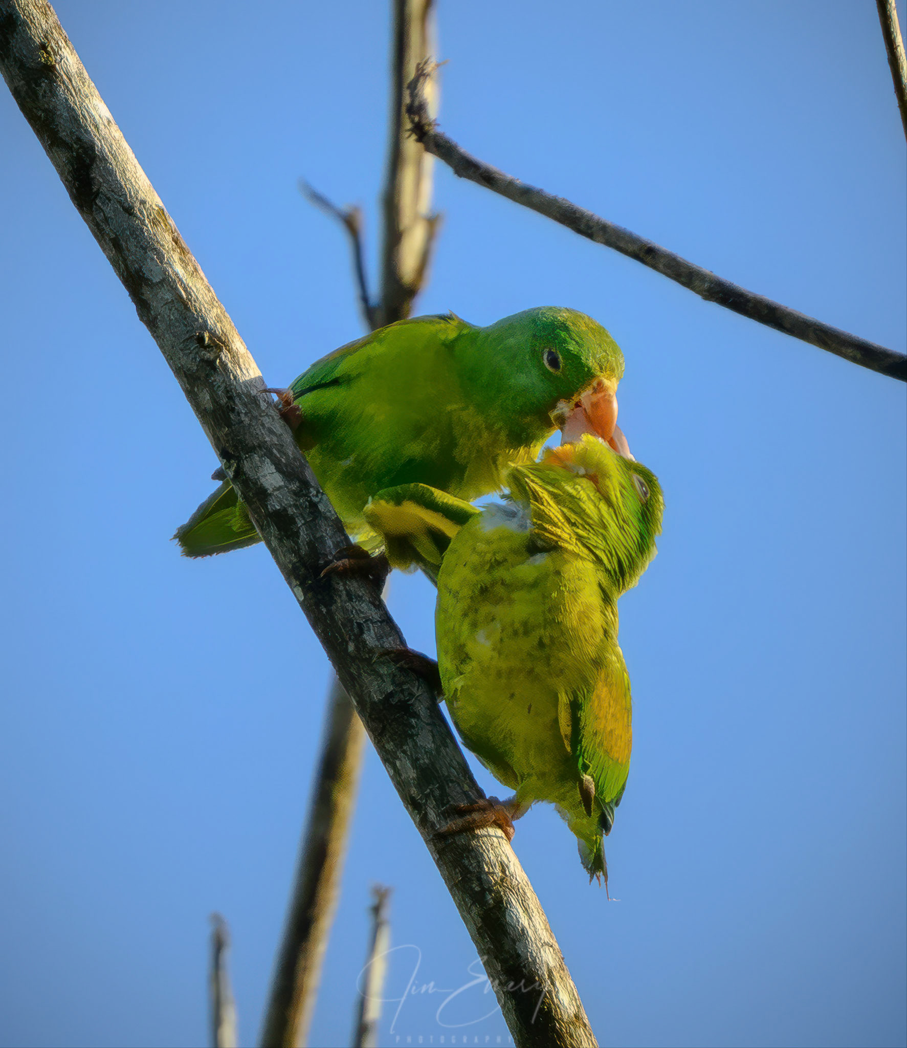 Orange-chinned Parakeetss in a Tender Moment