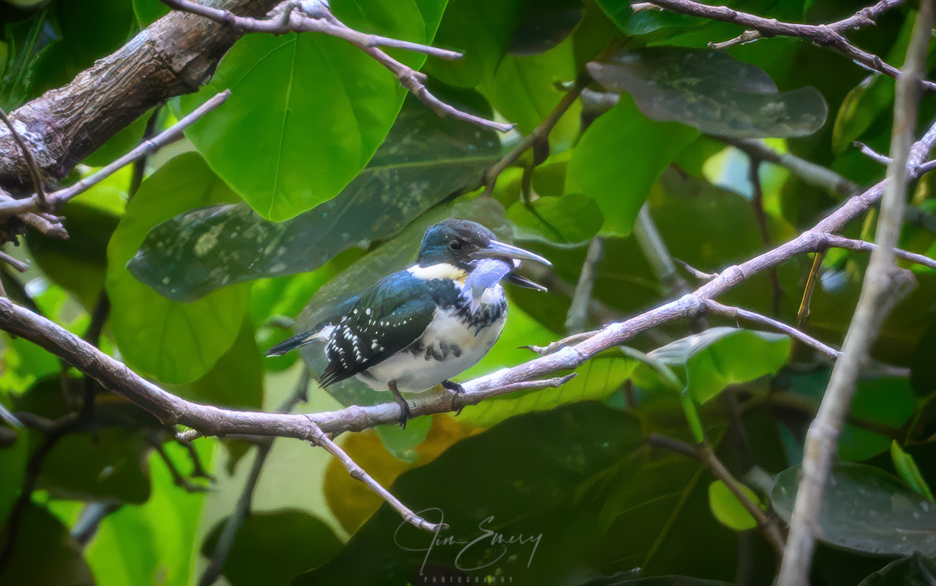 Green Kingfisher With Fish