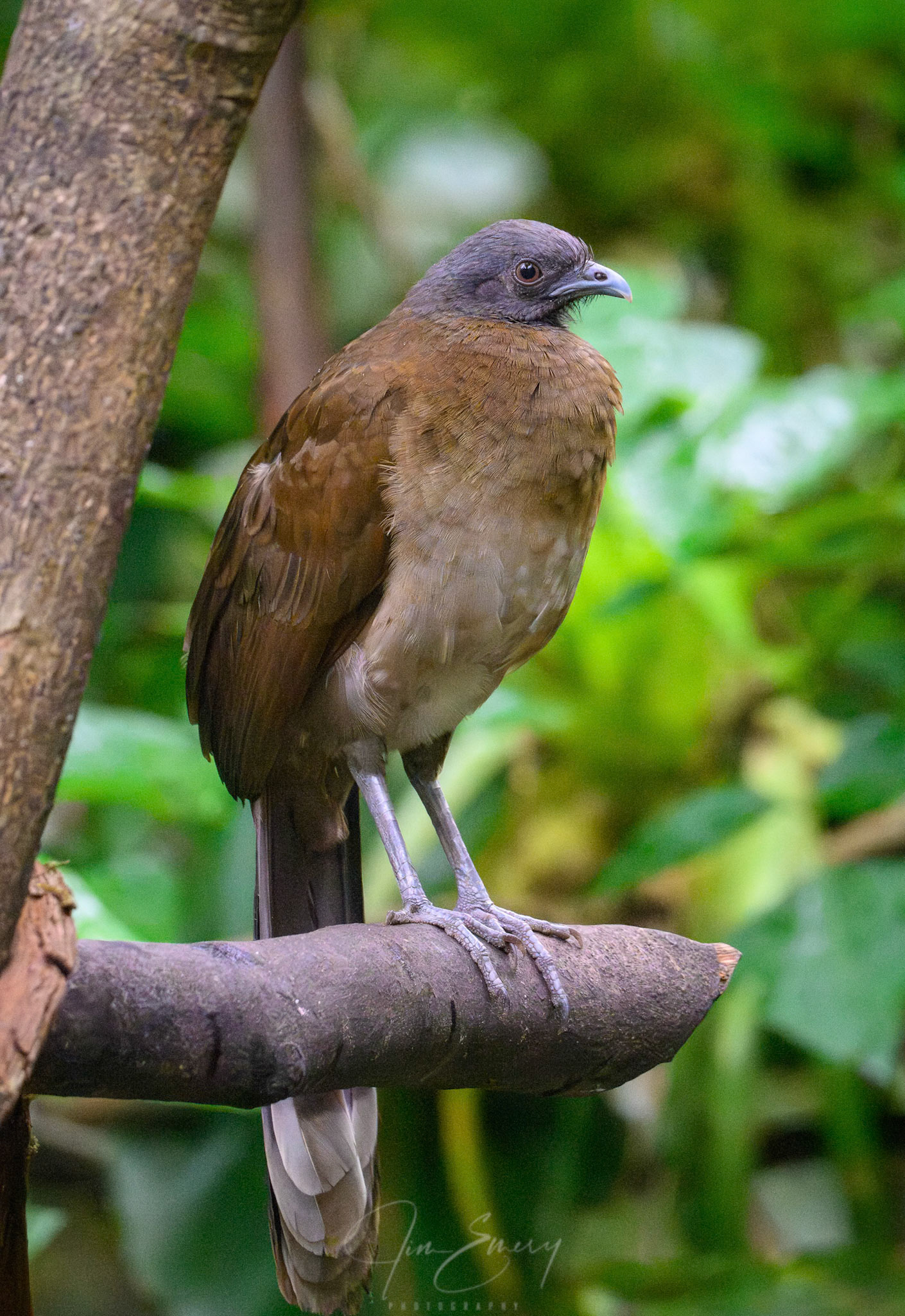 Gray-headed Chachalaca