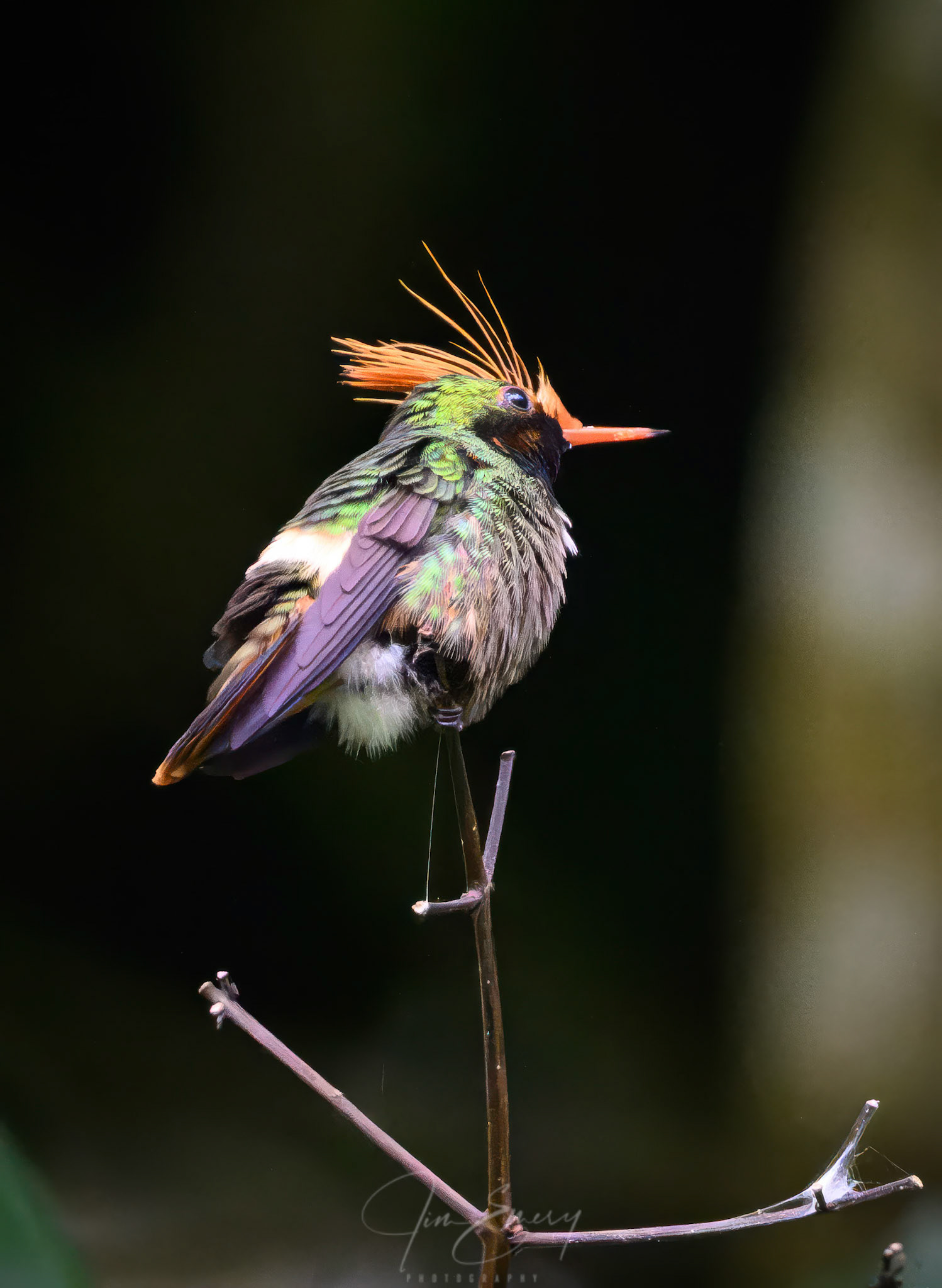 Rufous-crested Coquette (Lophornis delattrei)