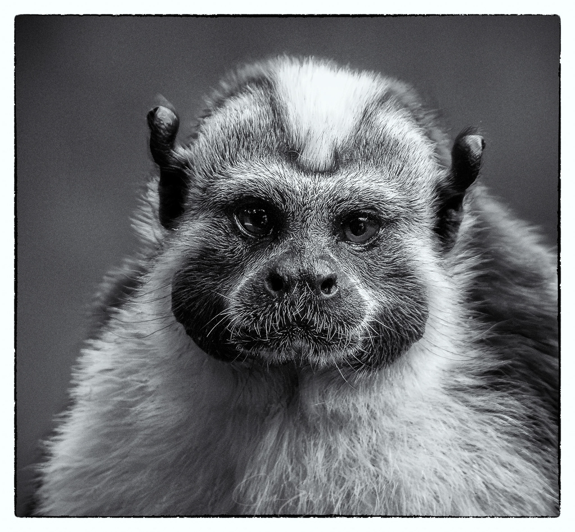 Geoffroy’s Tamarin Monkey