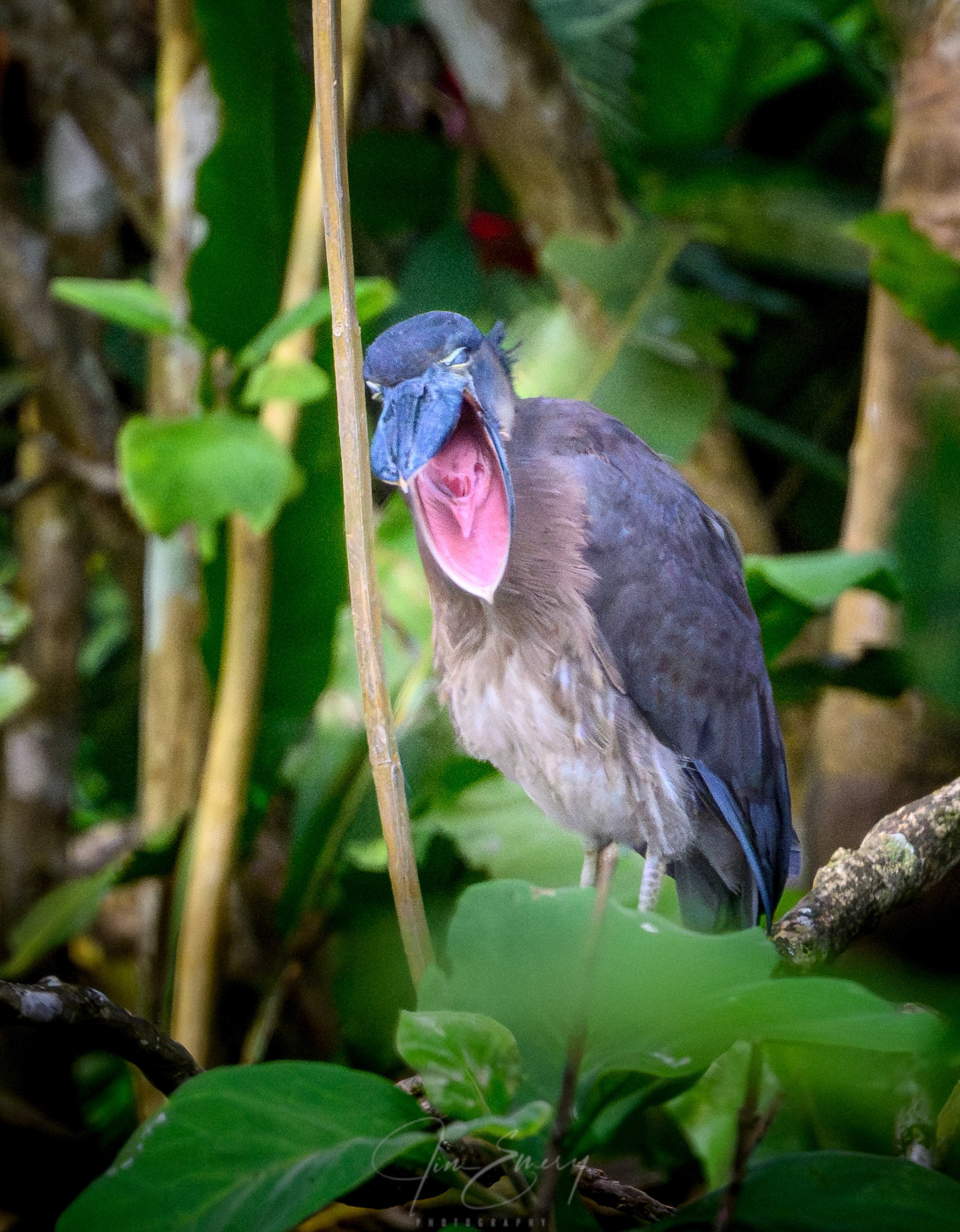 Boat-billed Heron