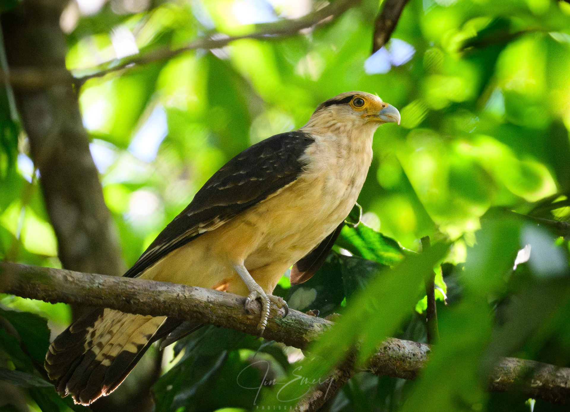 Yellow-headed Caracara