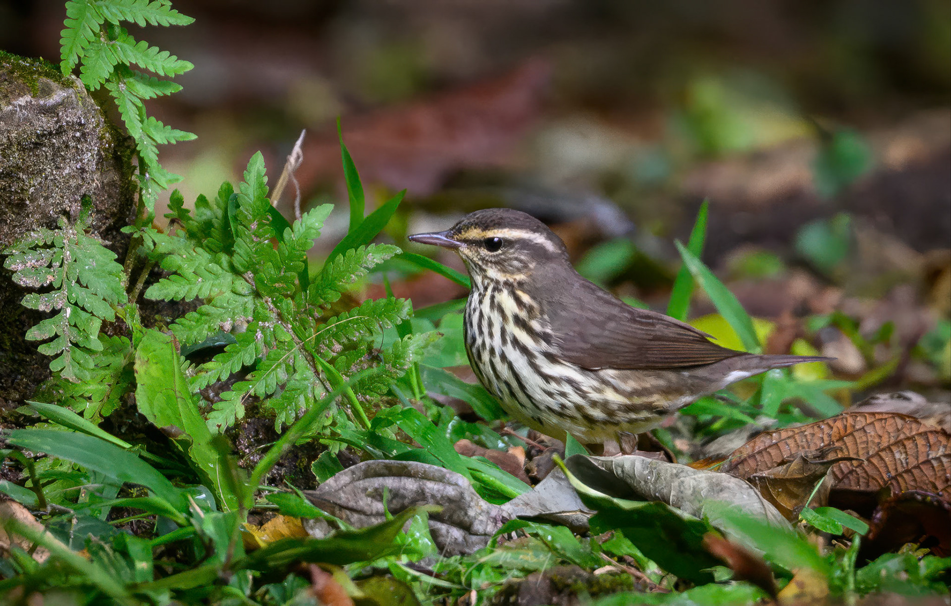 Northern Waterthrush