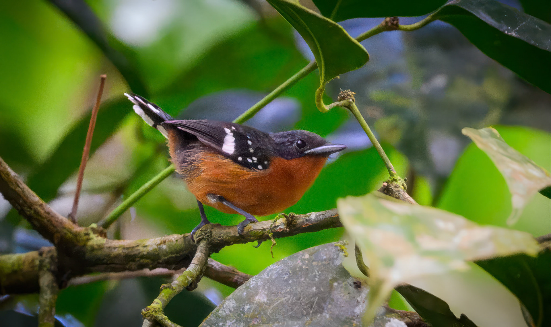 Female Dot-winged Antwren