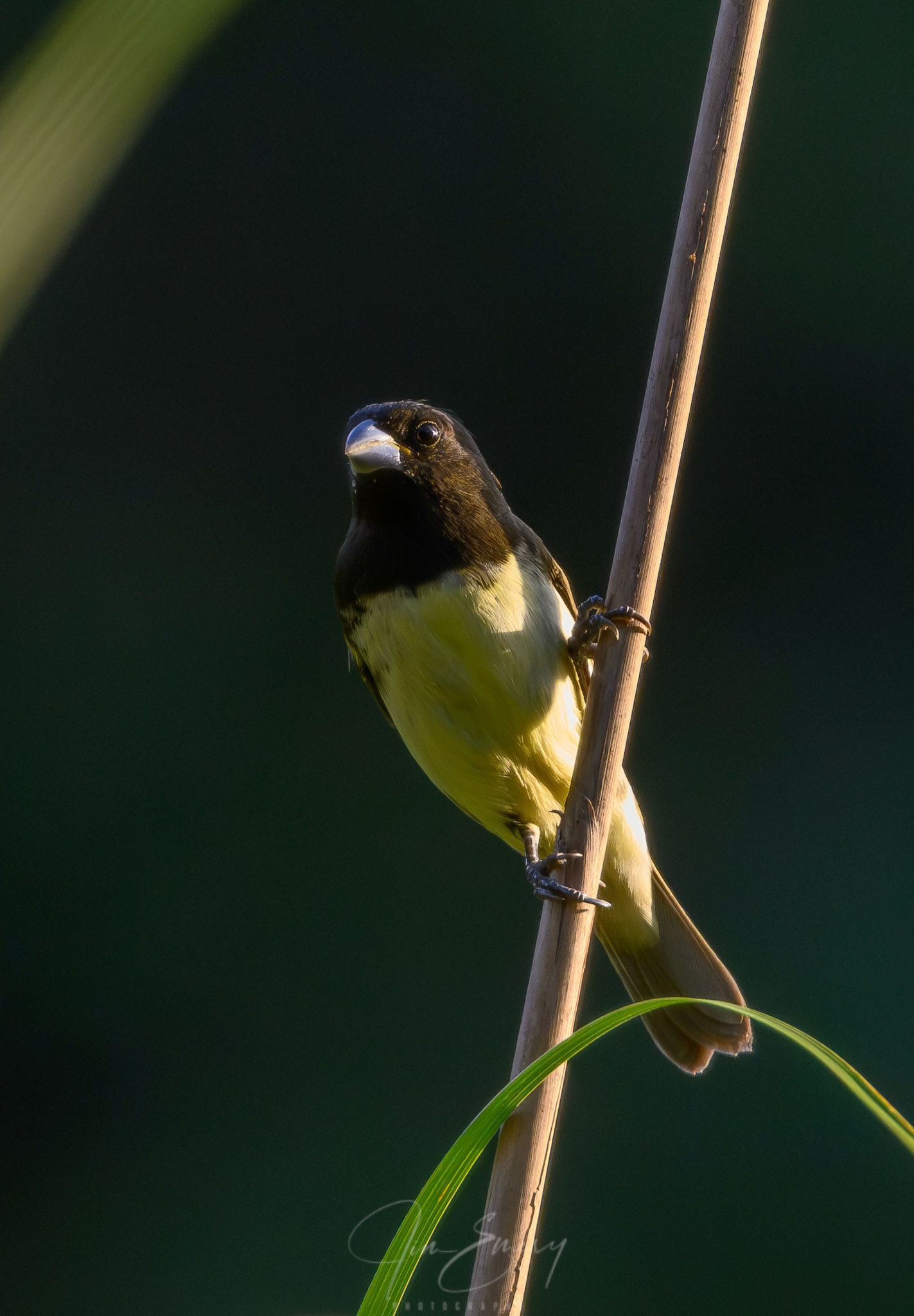 Male Yellow-bellied Seedeater