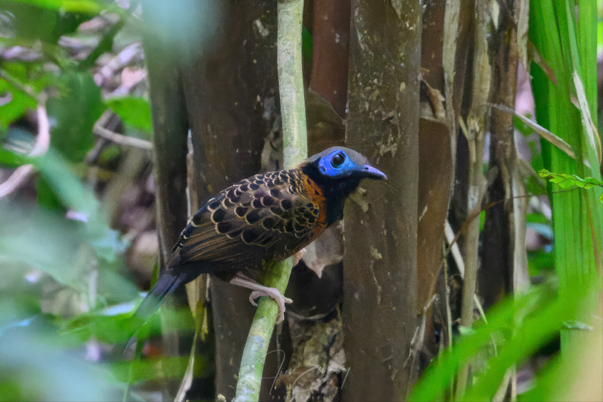 Ocellated Antbird