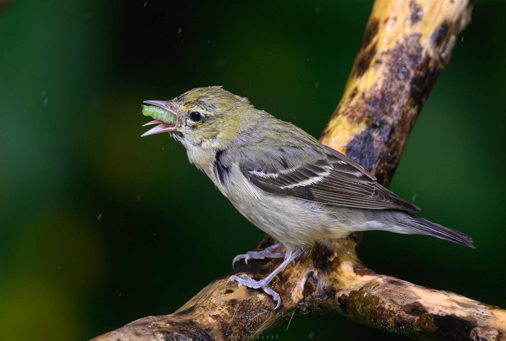 Bay-breasted Warbler