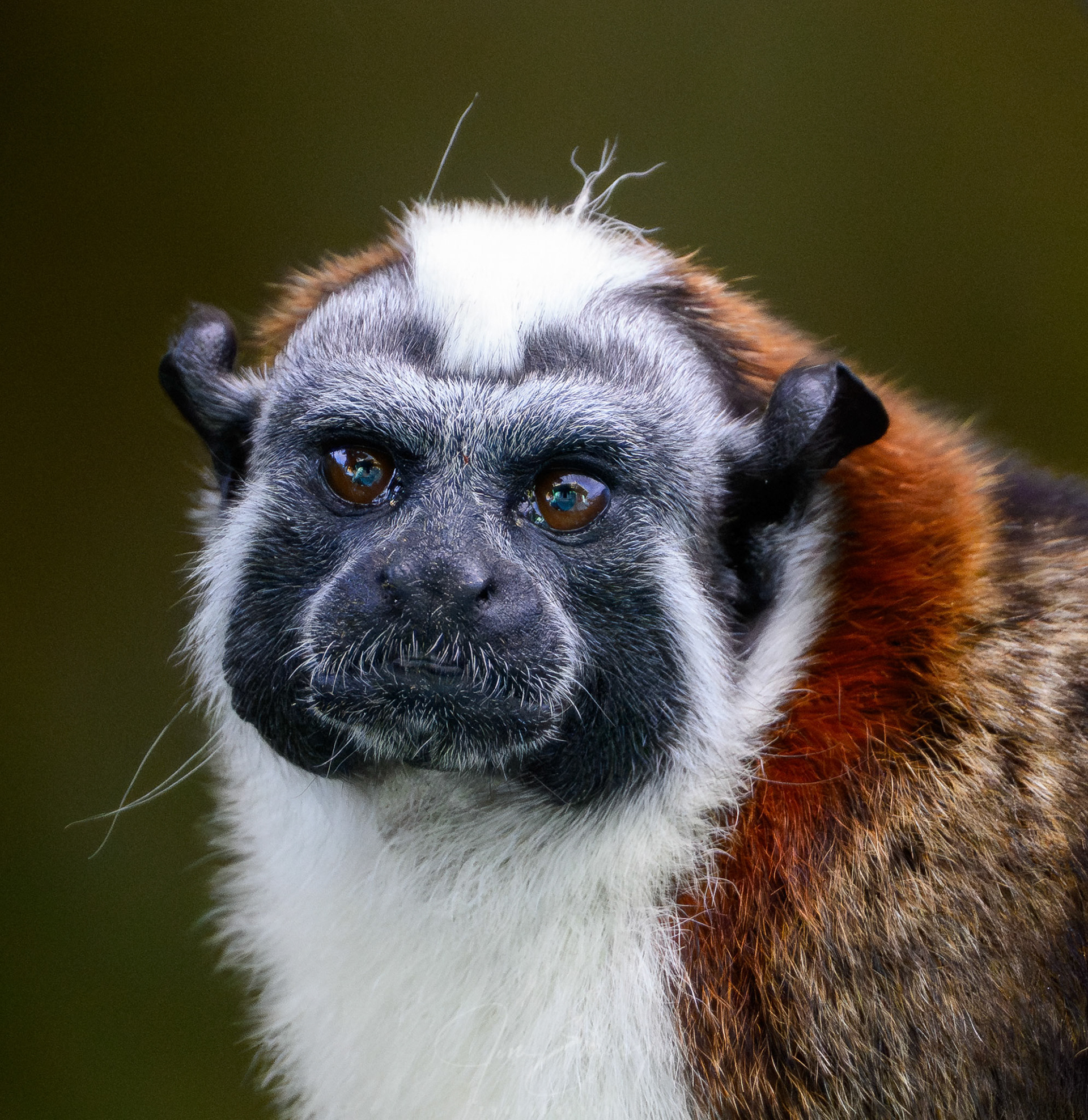 Geoffroy's Tamarin