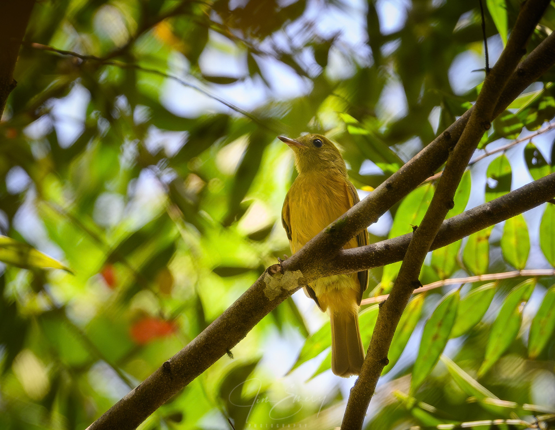 Ochre-bellied Flycatcher