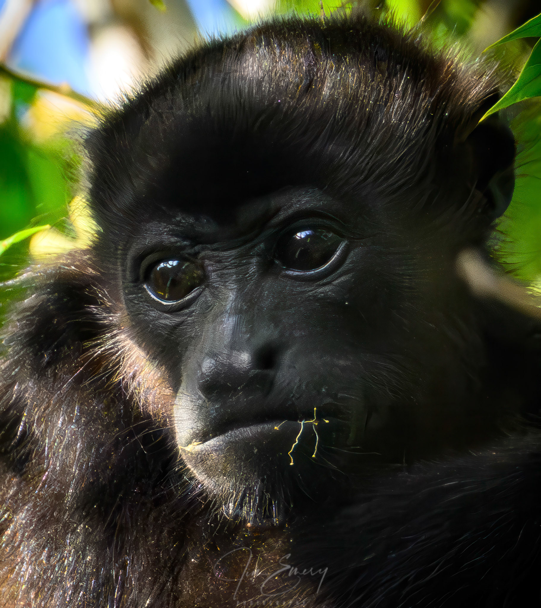 Mantled Howler monkey