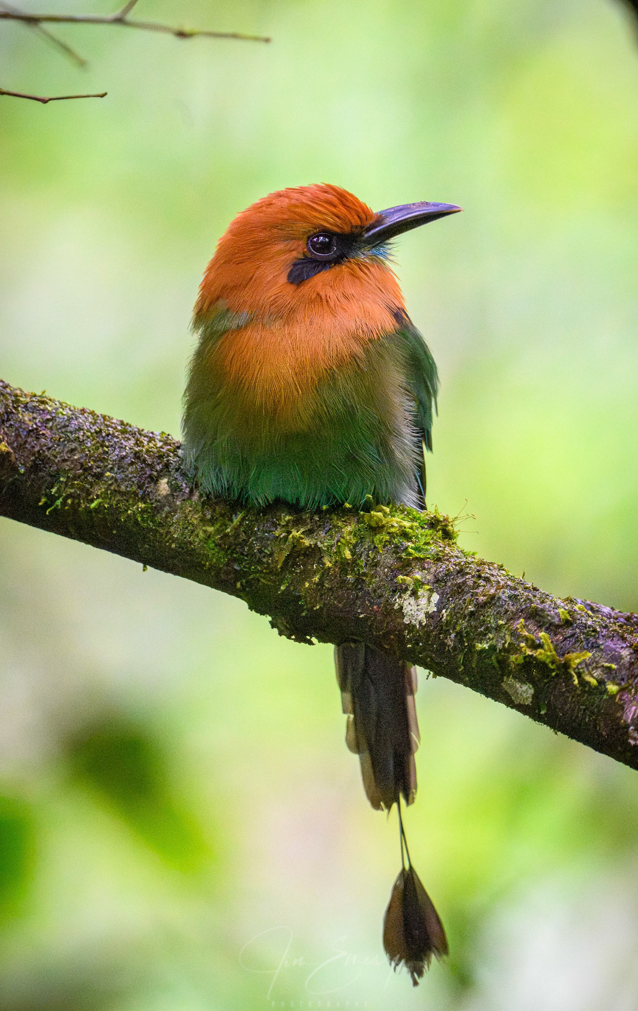 Broad-billed Motmot