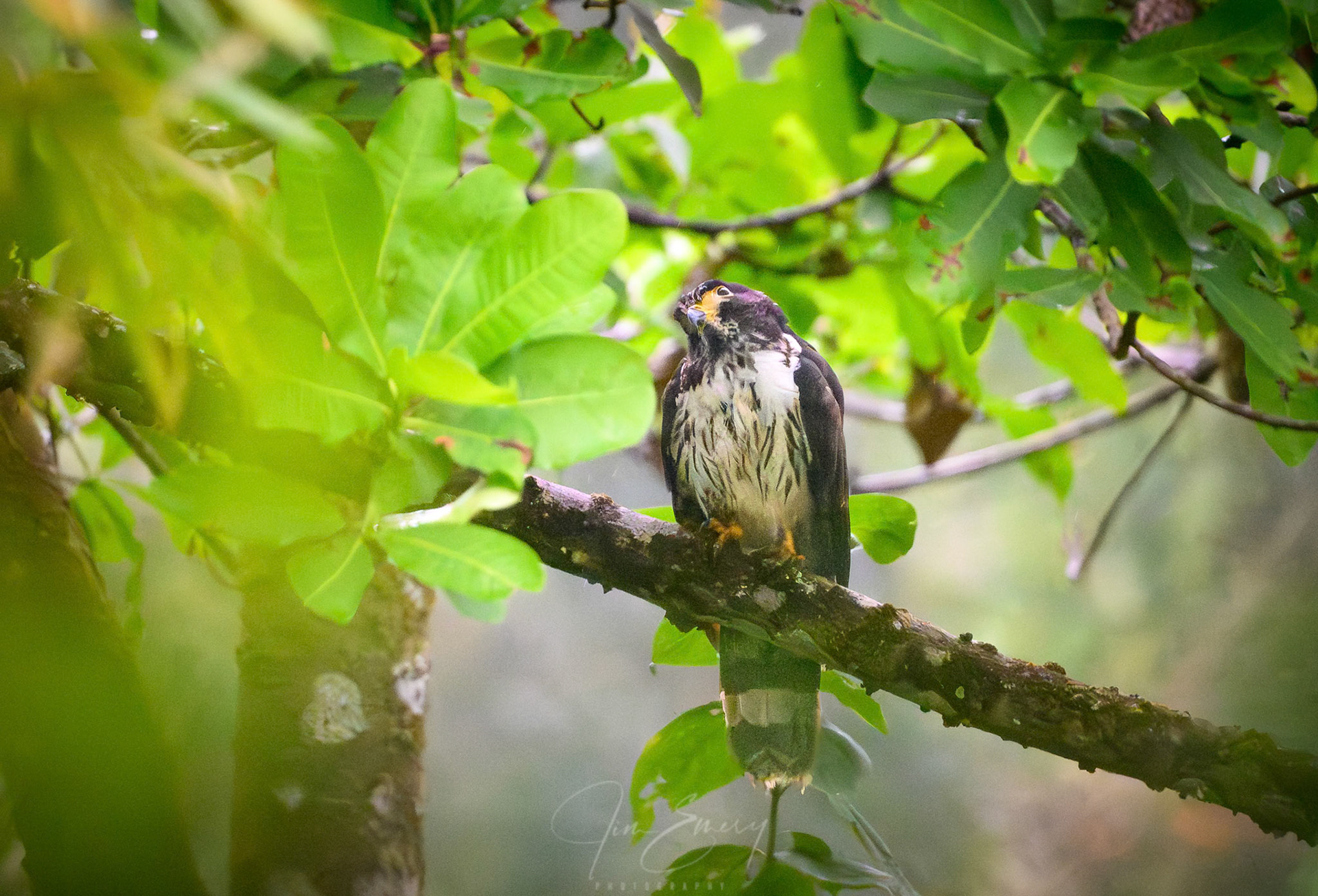 Young Gray-headed Kite