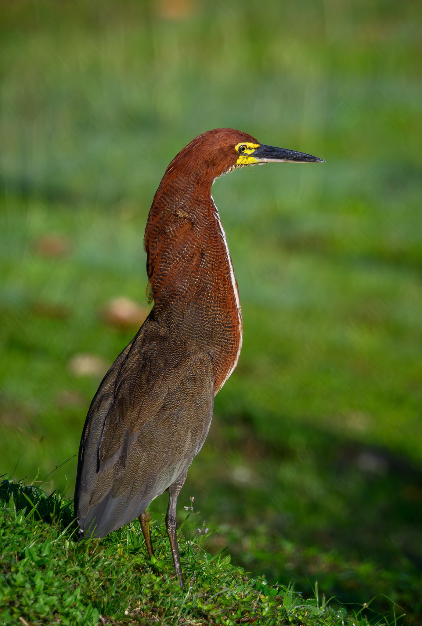 Rufescent Tiger Heron