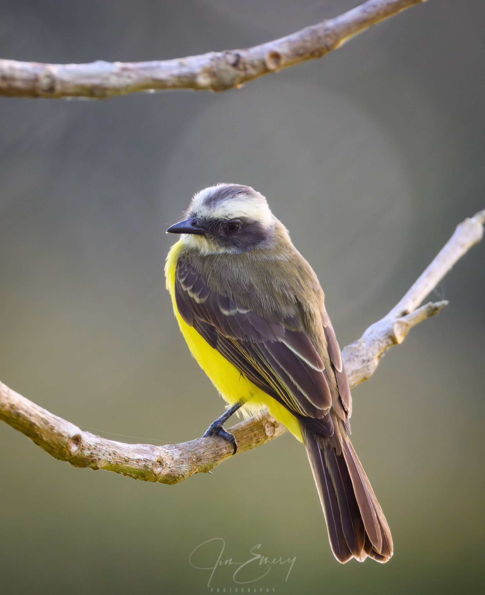 Social Flycatcher
