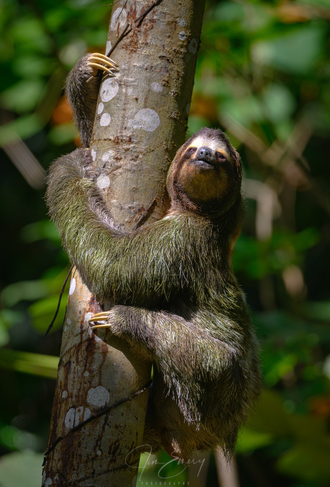 Male Three-toed Sloth Hugging Tree